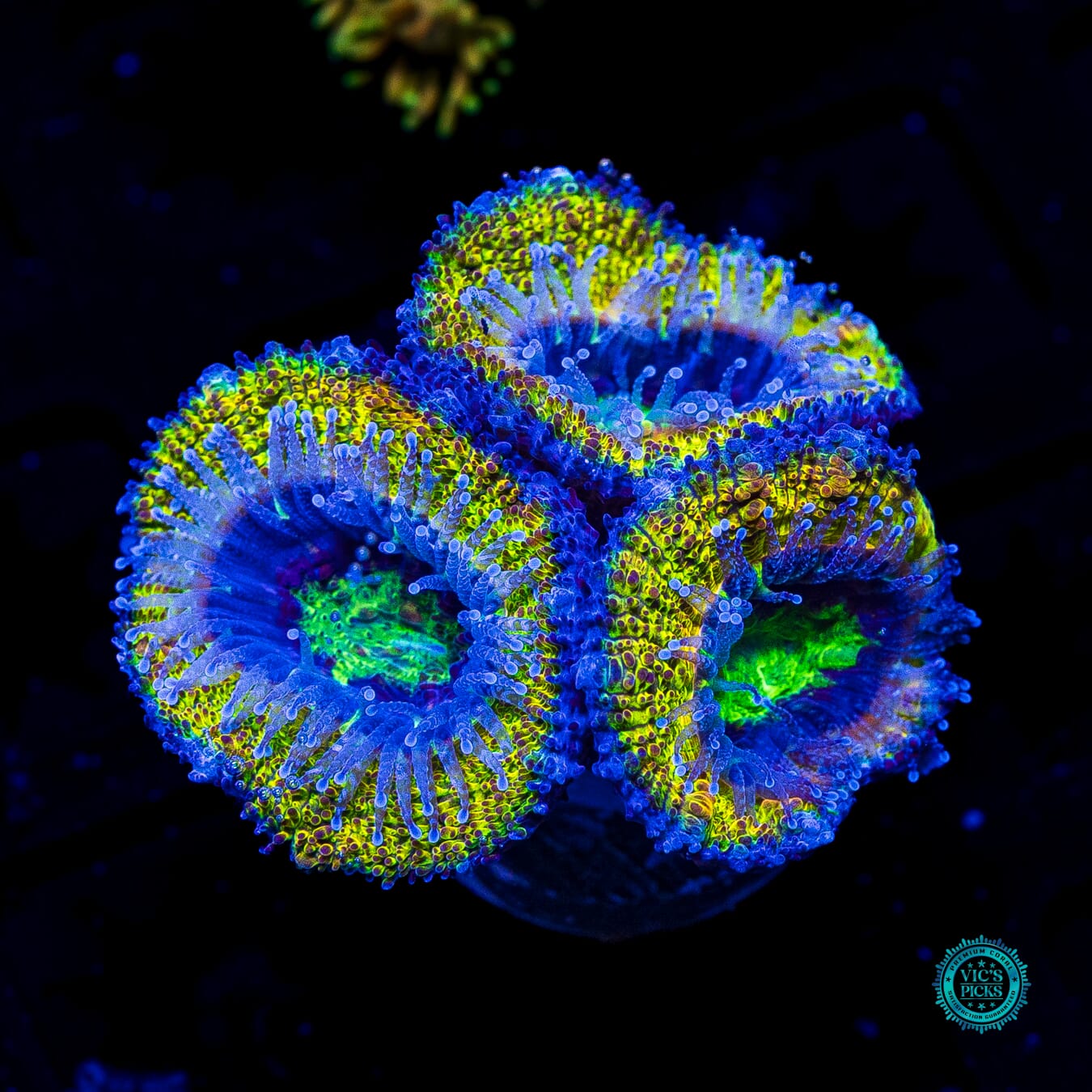 Lemon Bomb Aussie Lord - Actinic Photo