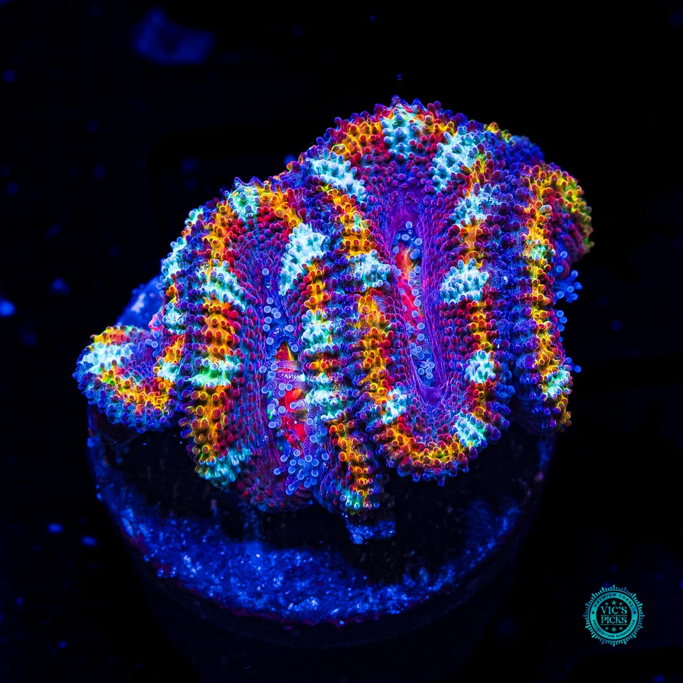 Hypnotic Aussie Lord - Actinic Photo