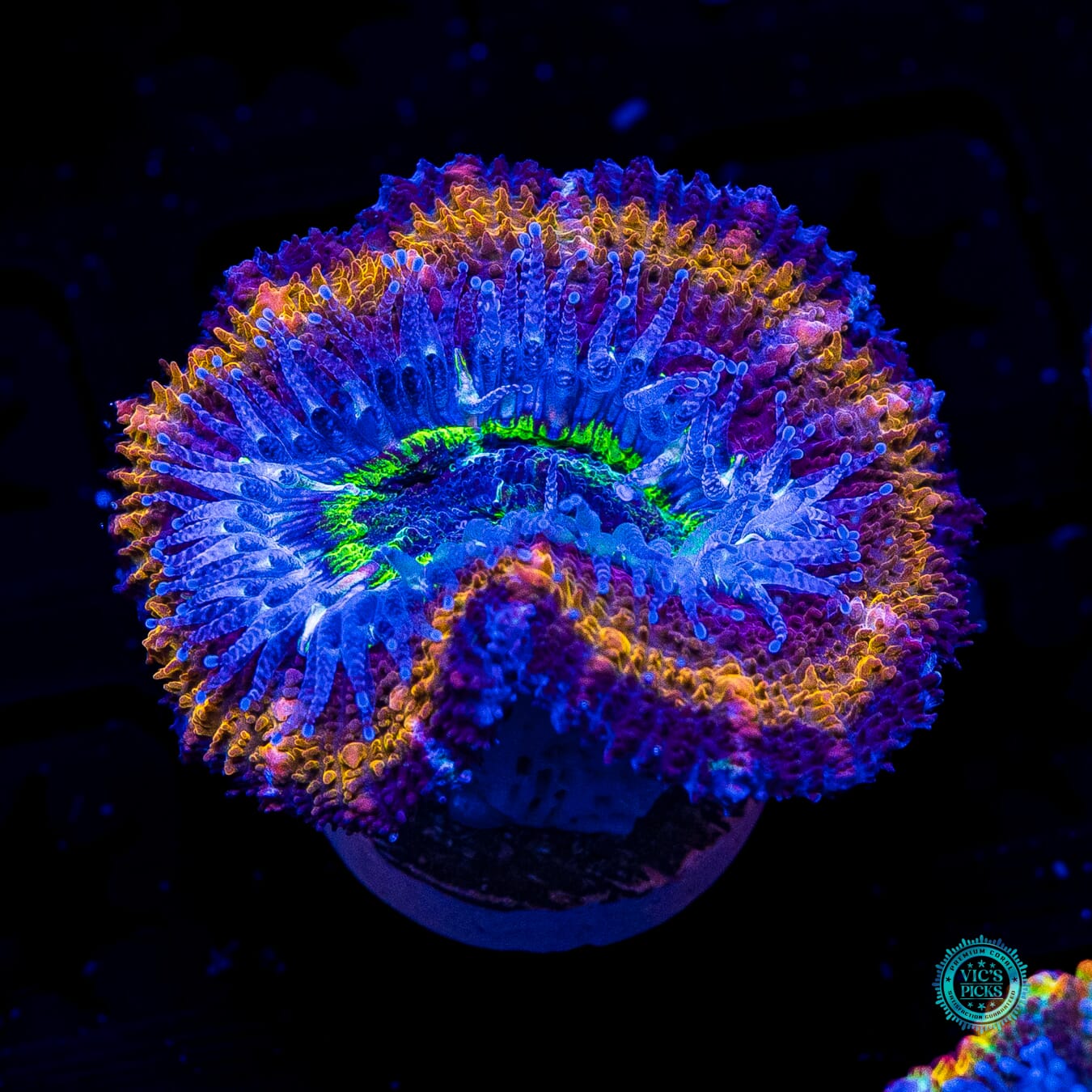 Soul Stone Aussie Lord - Actinic Photo