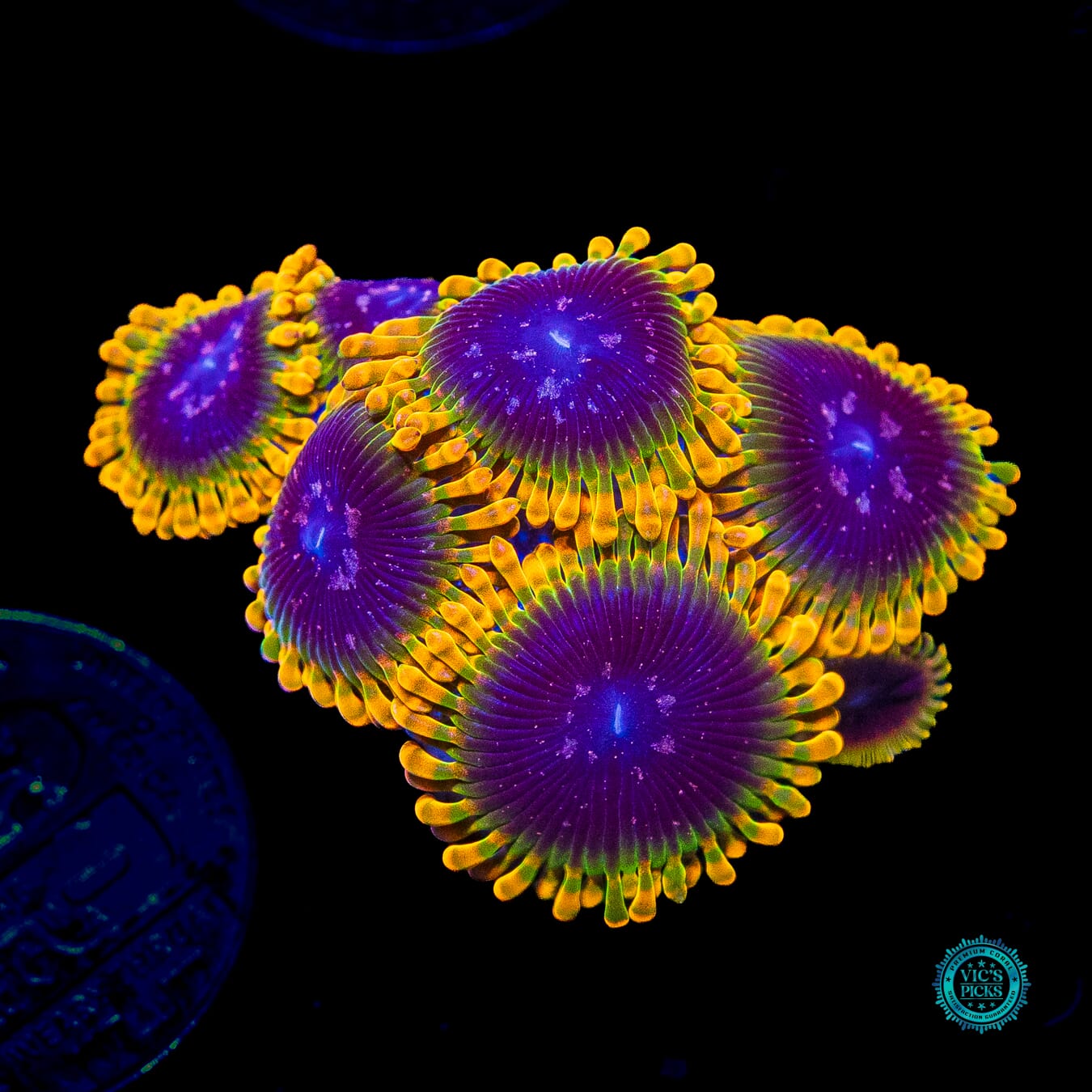 Jason Fox Acid Reflux Zoanthids - Actinic Photo
