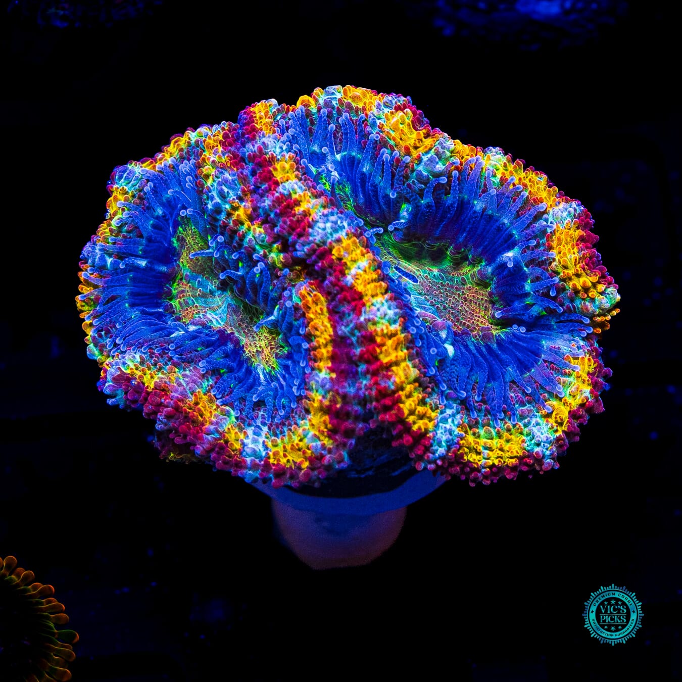 Pure Paradise Aussie Lord - Actinic Photo