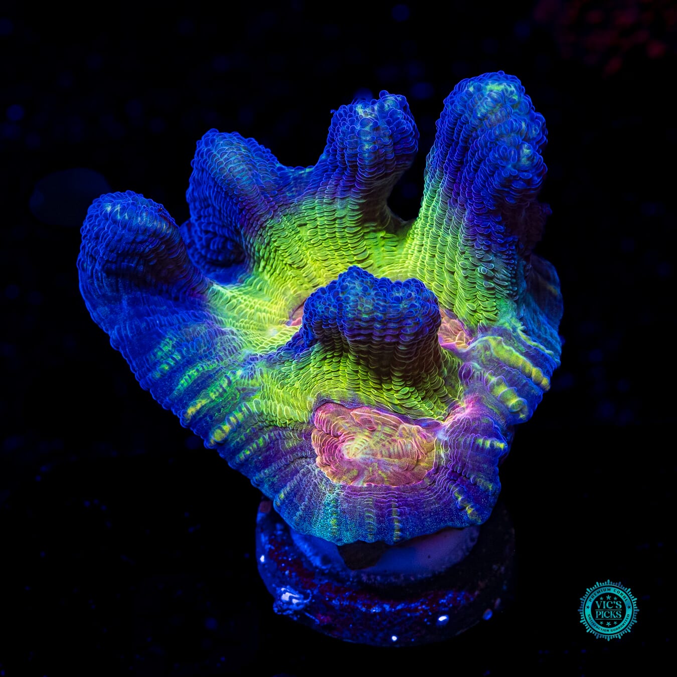 Worlds Collide Pectinia - Actinic Photo