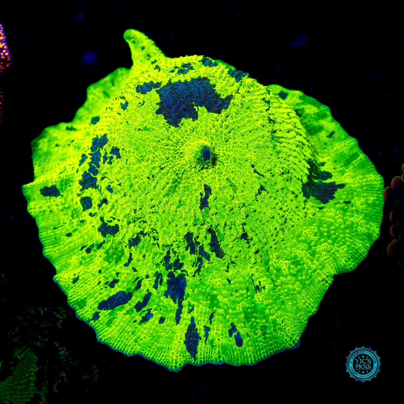 Toxic Kryptonite Jawbreaker Mushroom - Actinic Photo