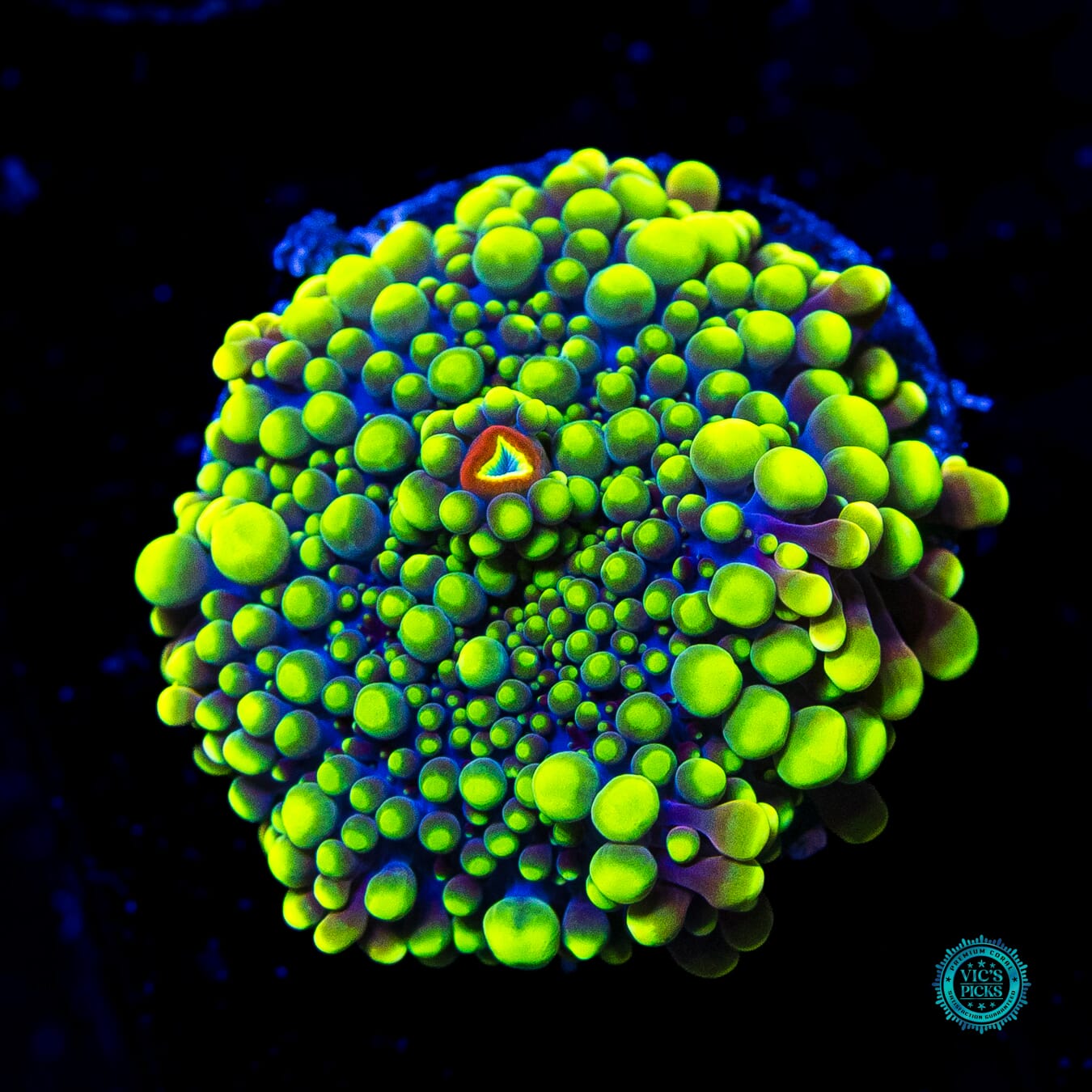 Sun God Yuma Mushroom - Actinic Photo
