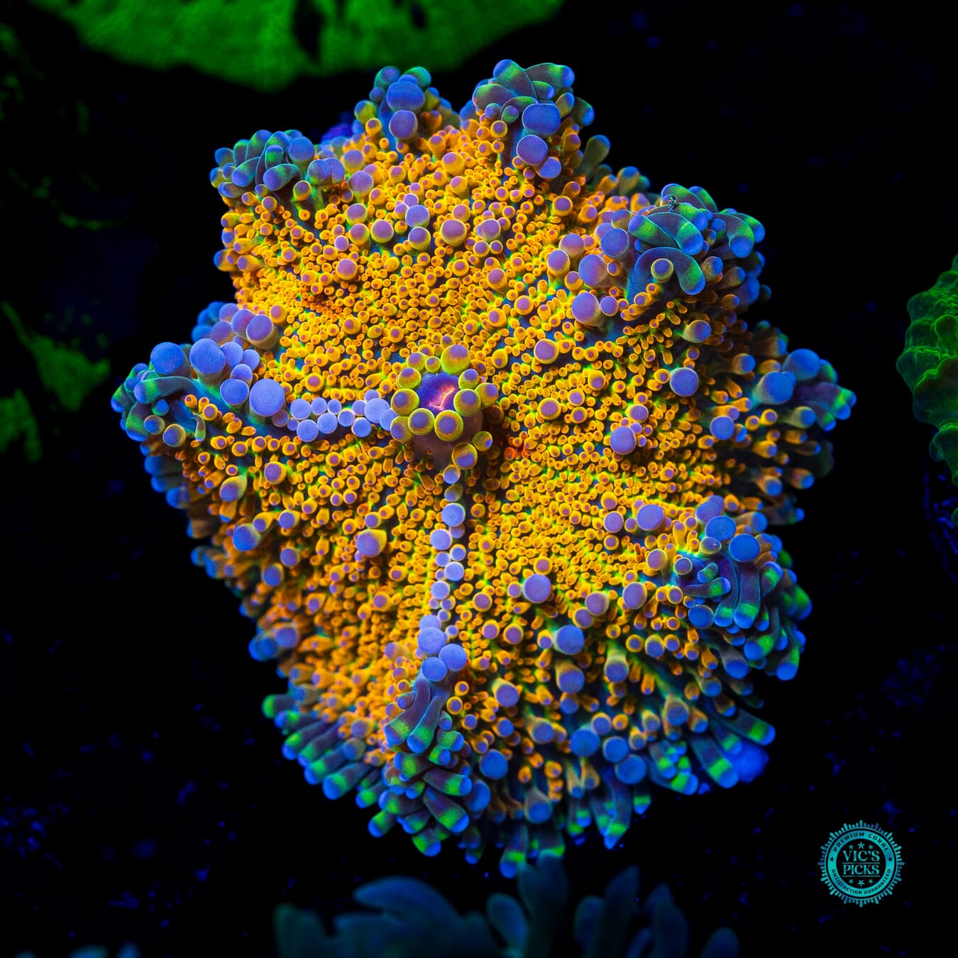 Sunrise Yuma Mushroom - Actinic Photo