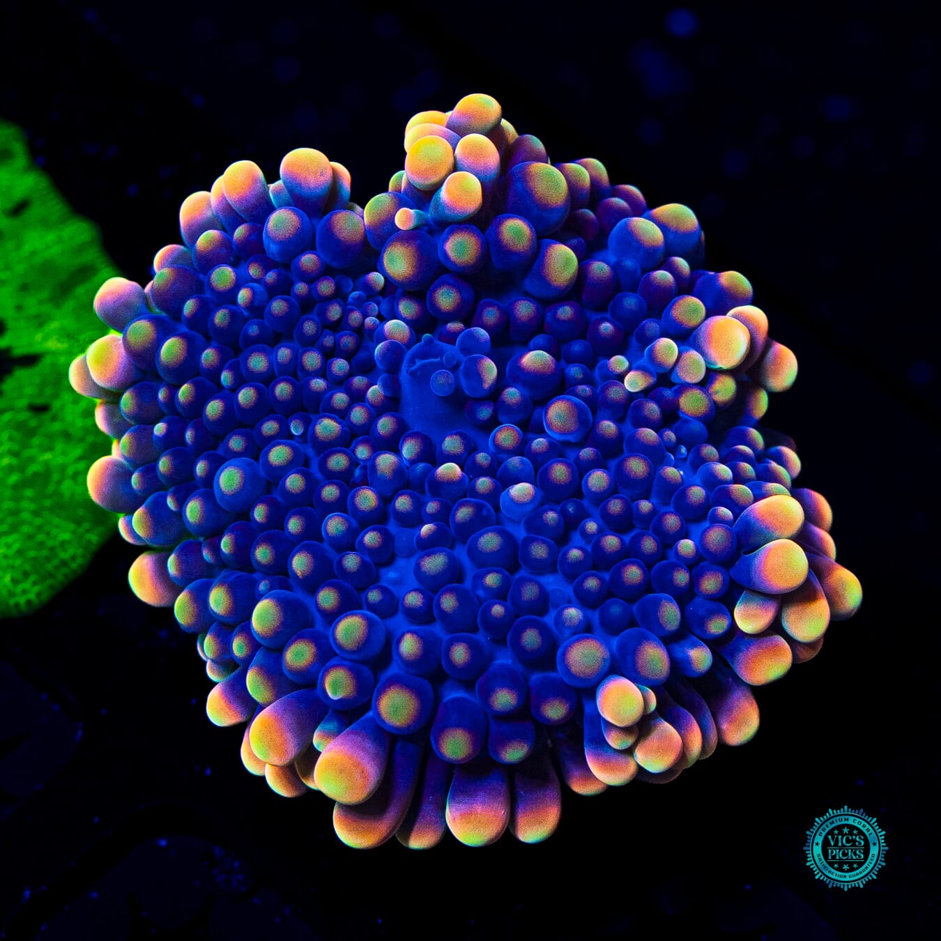 Blueberry Boba Tea Yuma Mushroom - Actinic Photo