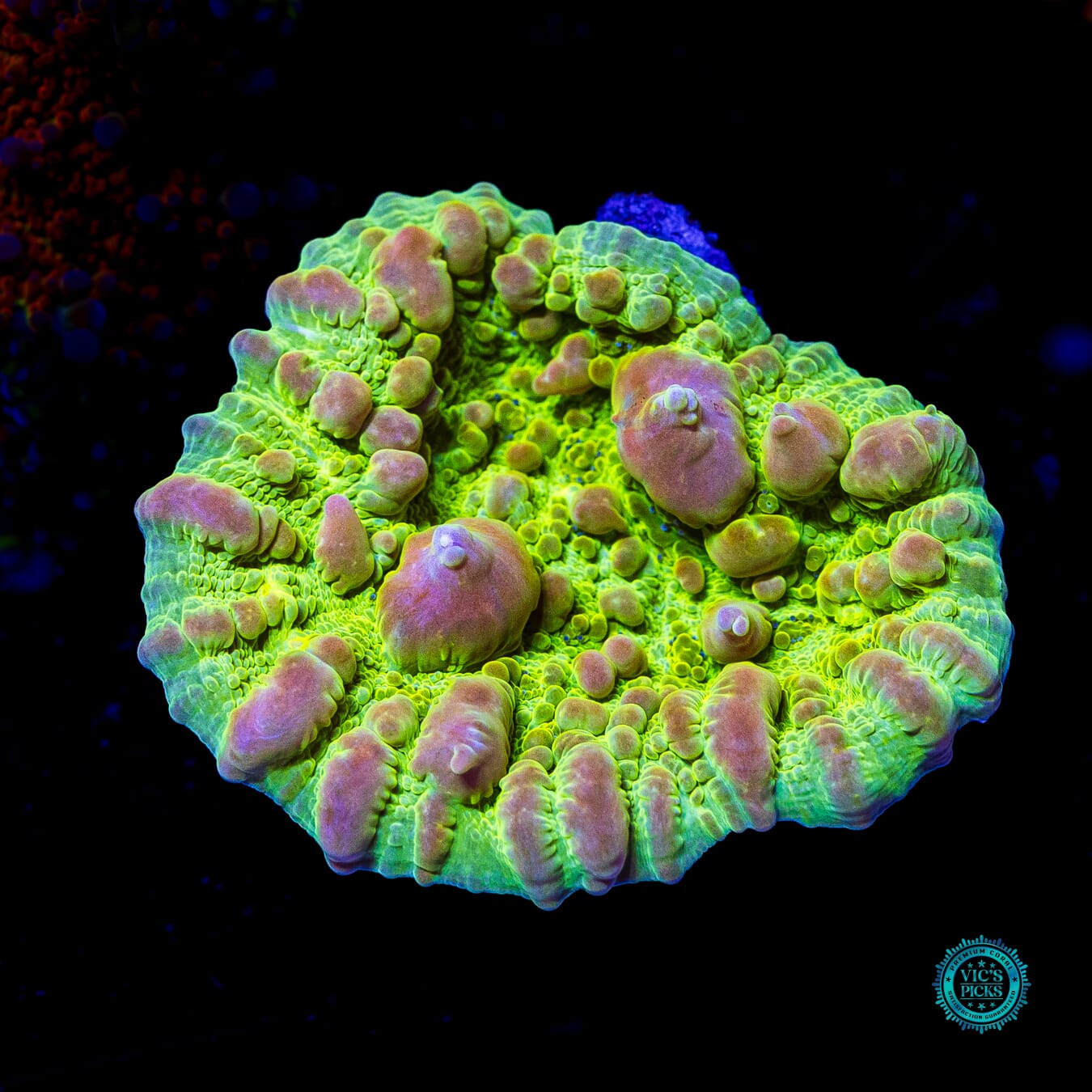 WWC Neon Cosmic Candy Bounce Chalice - Actinic Photo