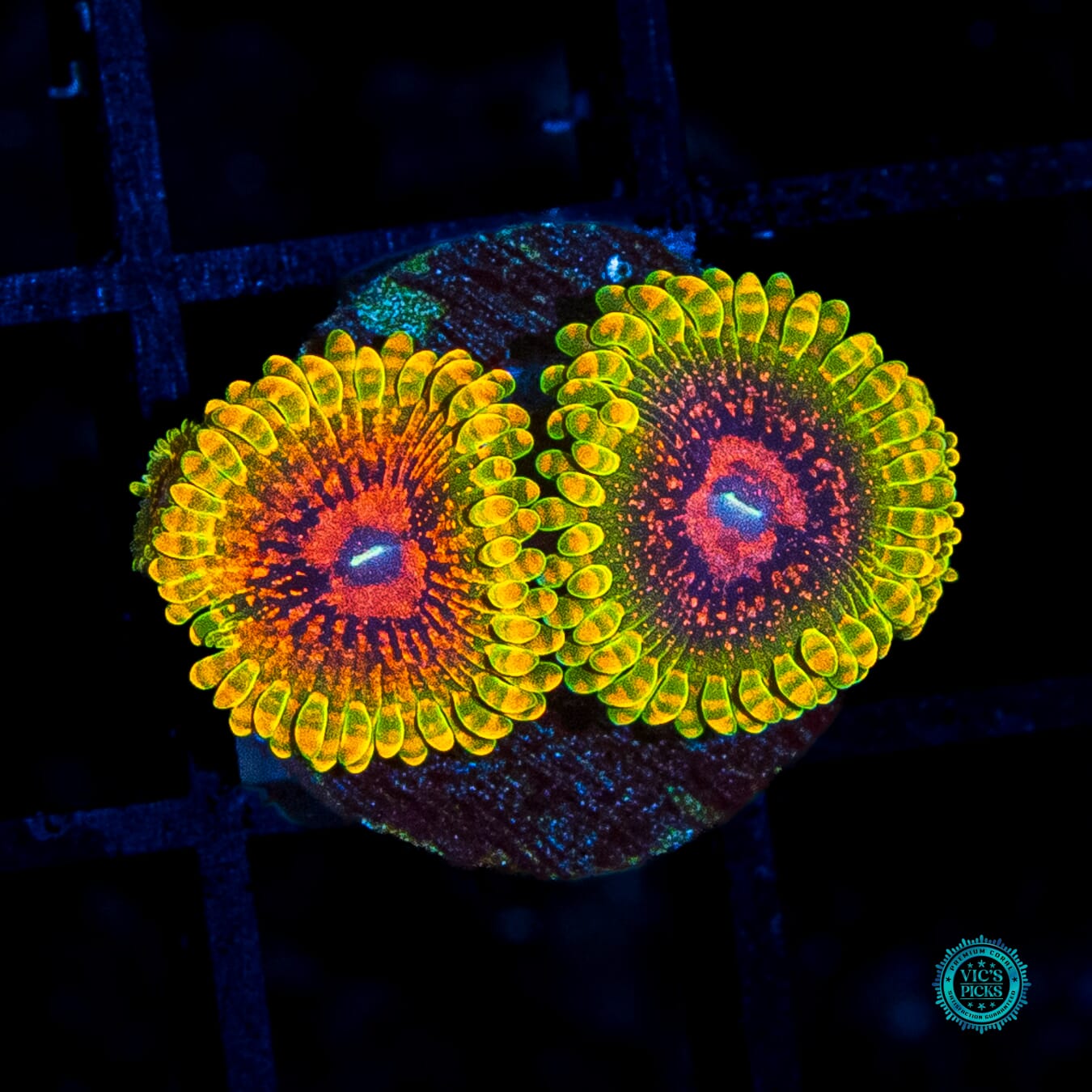 Grand Master Krakatoa Zoanthids - Actinic Photo