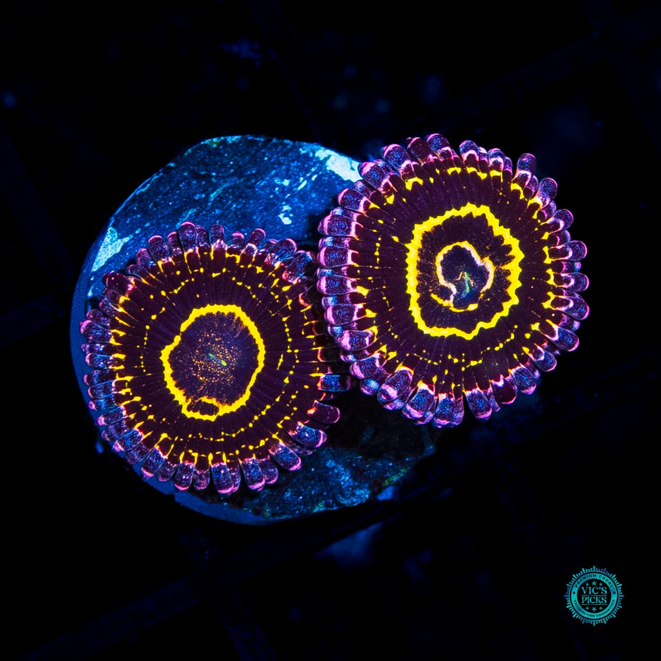 Stratosphere Zoanthids - Actinic Photo