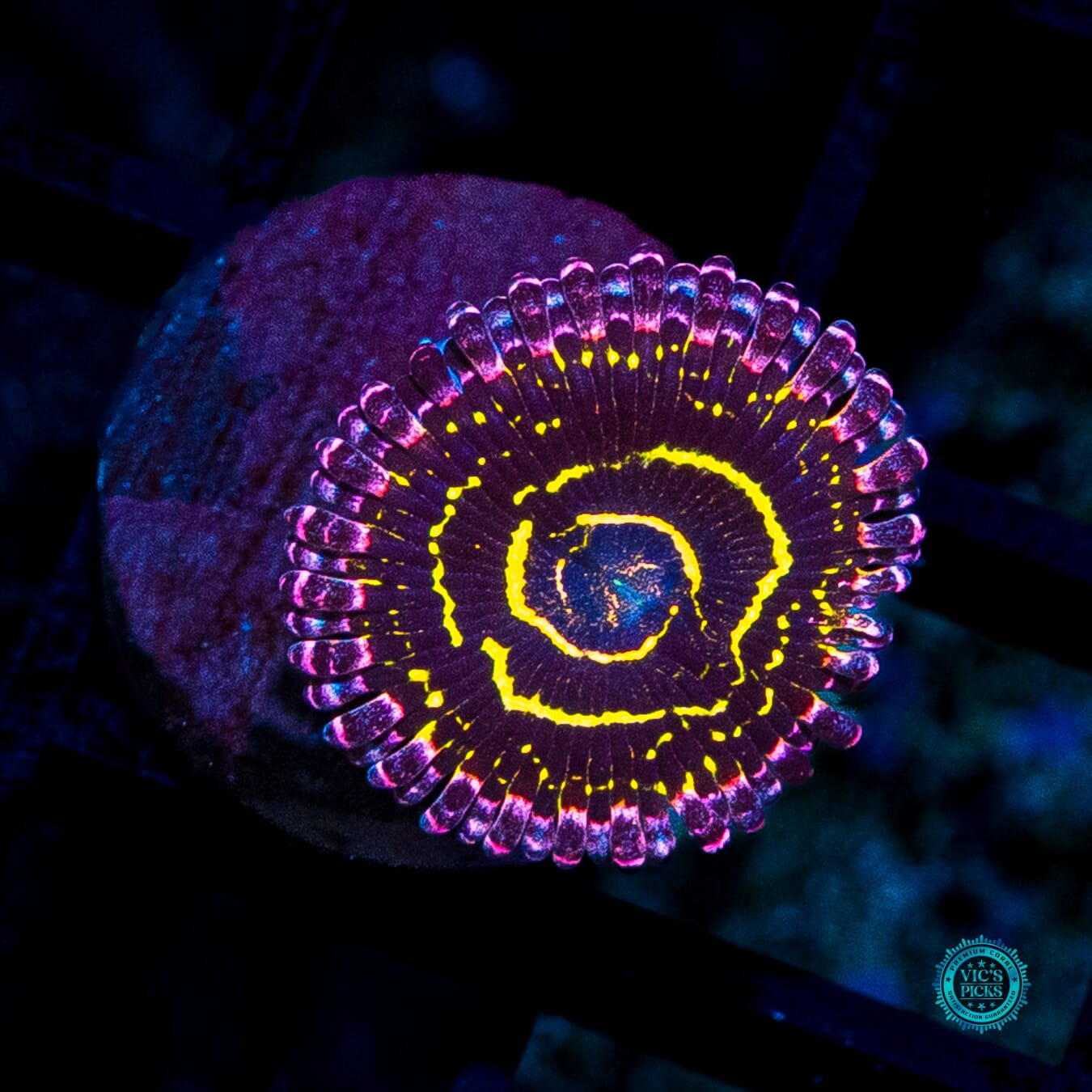 Stratosphere Zoanthids - Actinic Photo