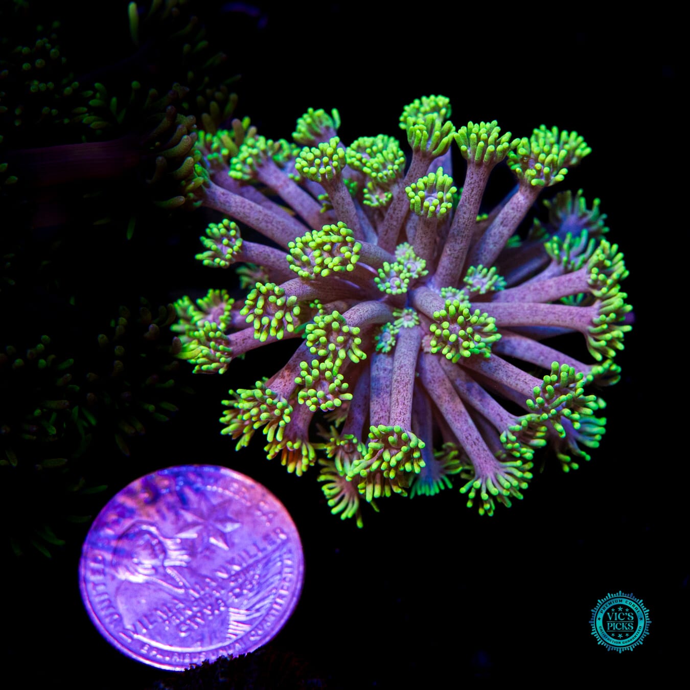 WWC Hail Hydra Goniopora - Daylight Photo
