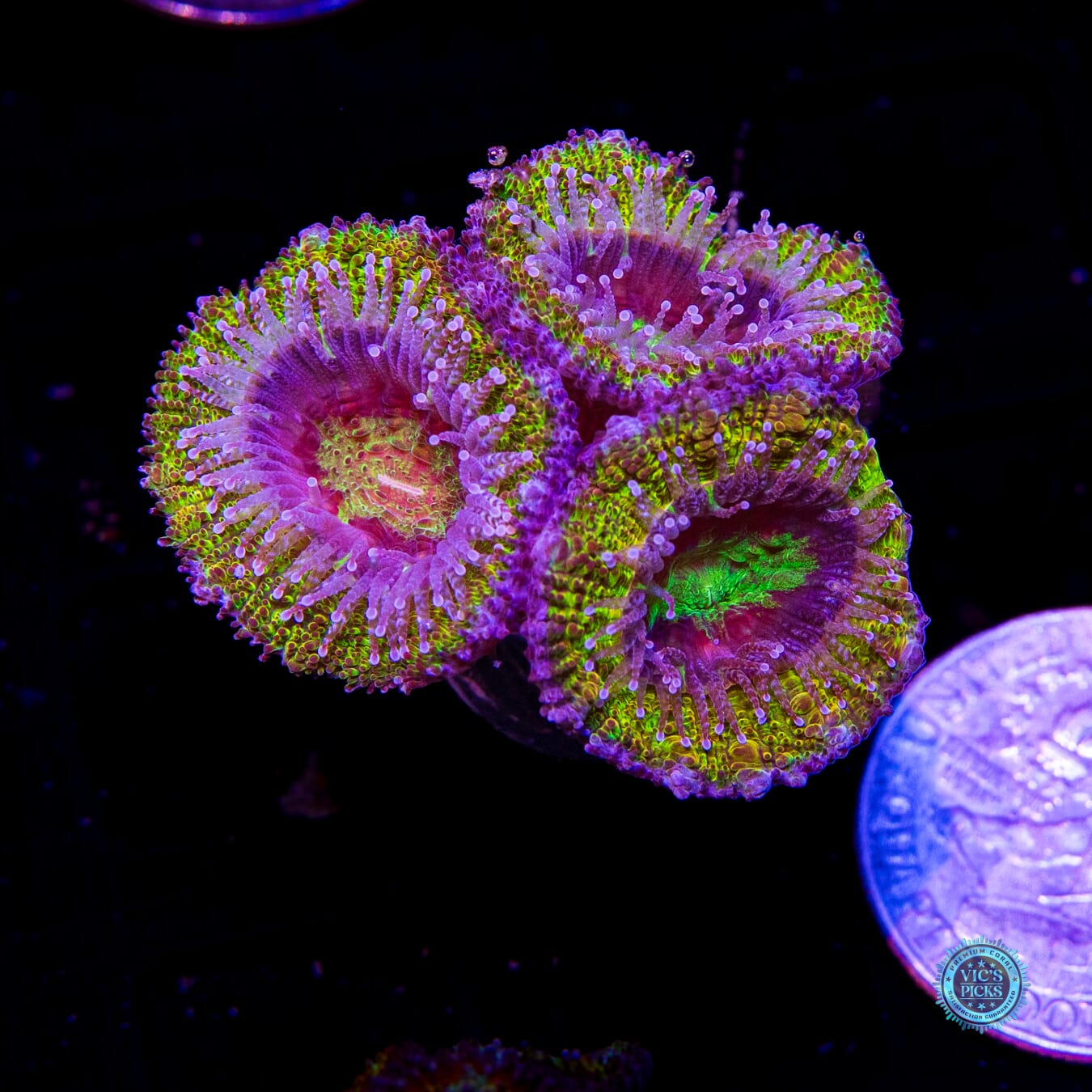 Lemon Bomb Aussie Lord - Daylight Photo