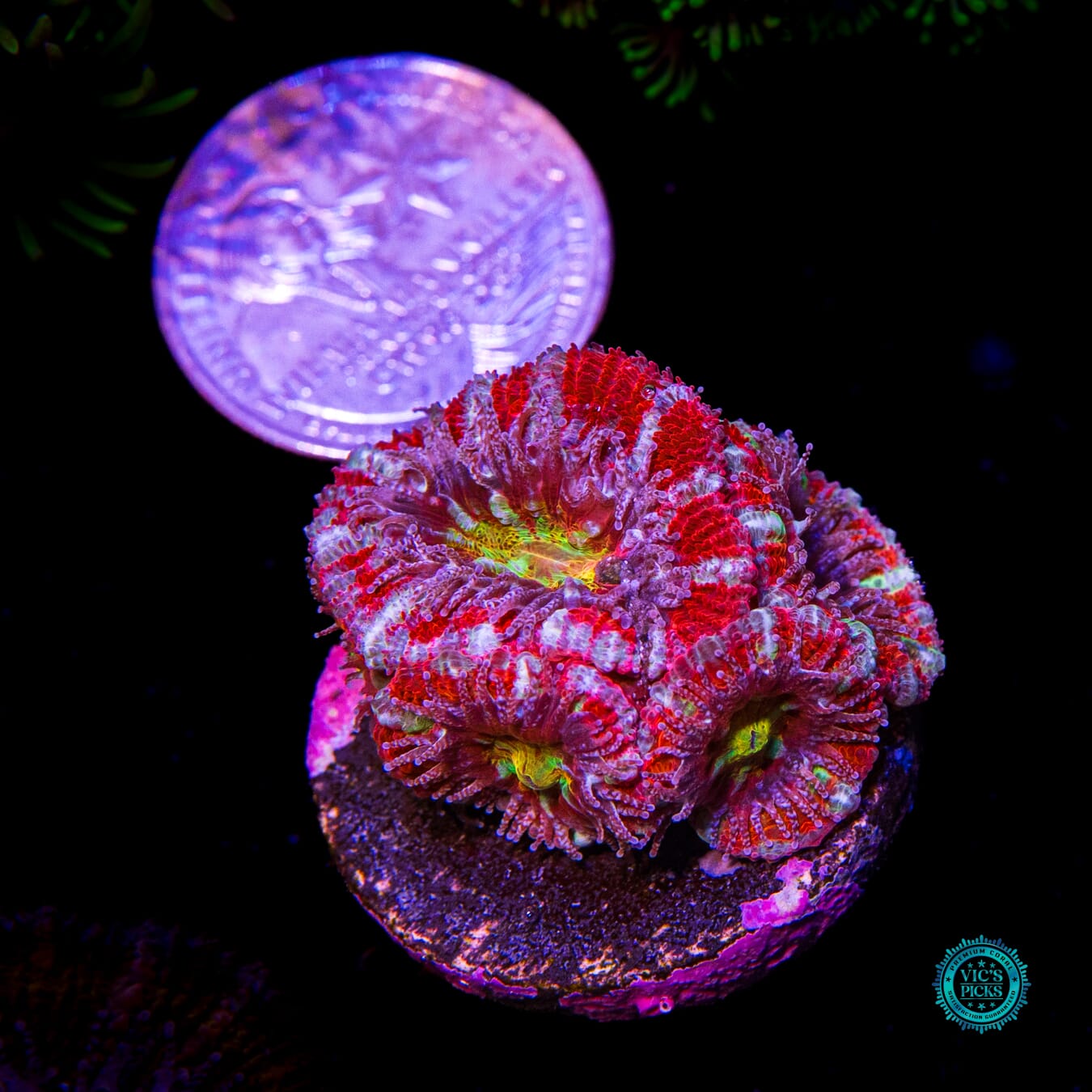 Lava Bomb Ausssie Lord - Daylight Photo