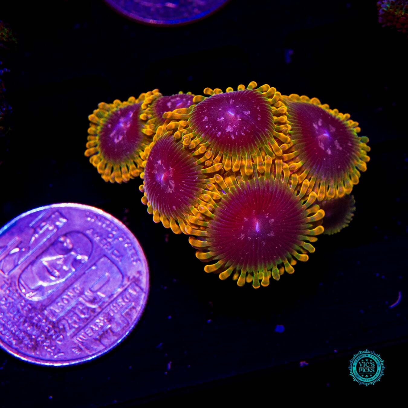 Jason Fox Acid Reflux Zoanthids - Daylight Photo