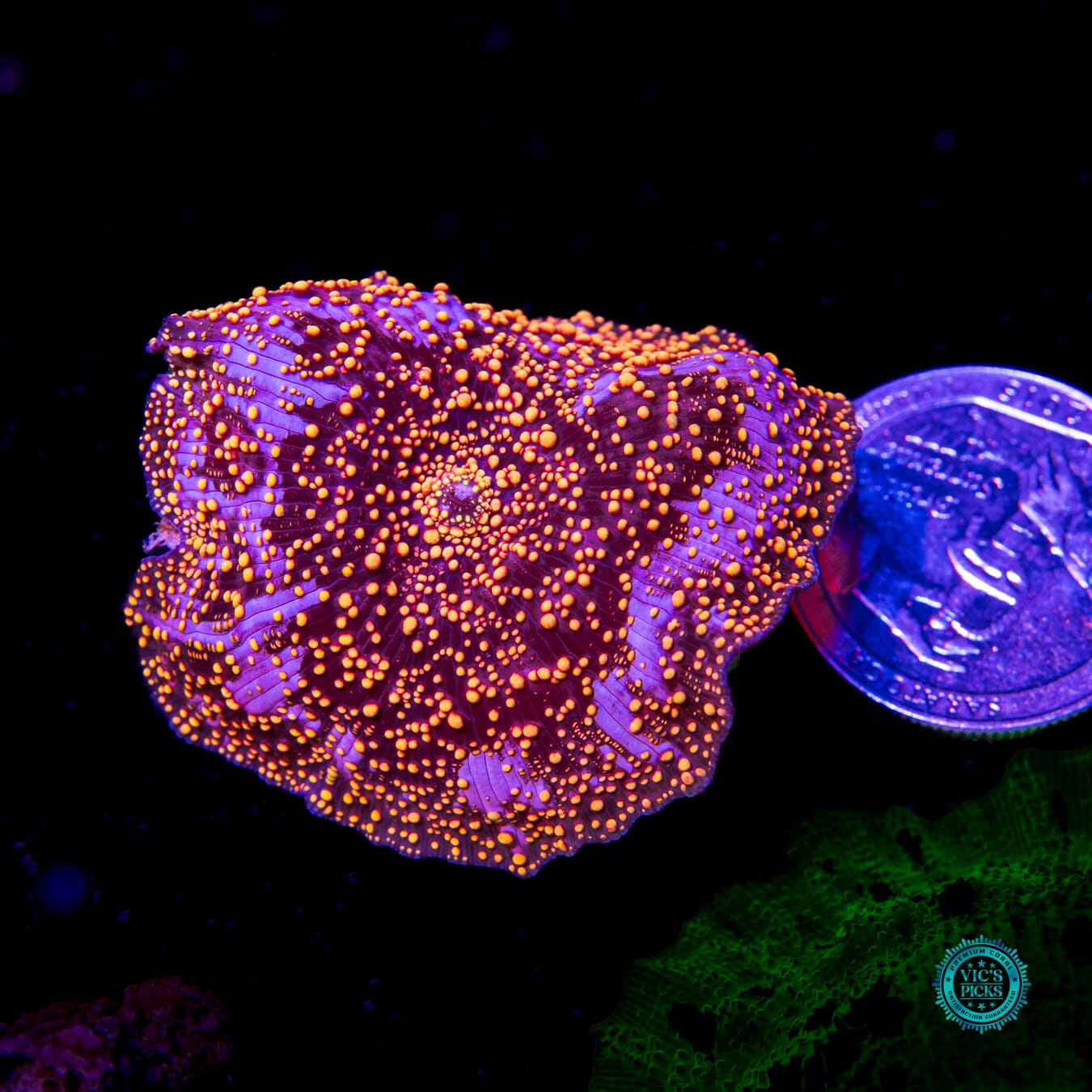 LG Orange Interstellar Disco Mushroom - Daylight Photo