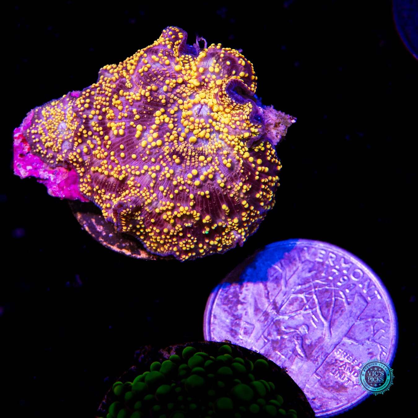 Golden Interstellar Disco Mushroom - Daylight Photo