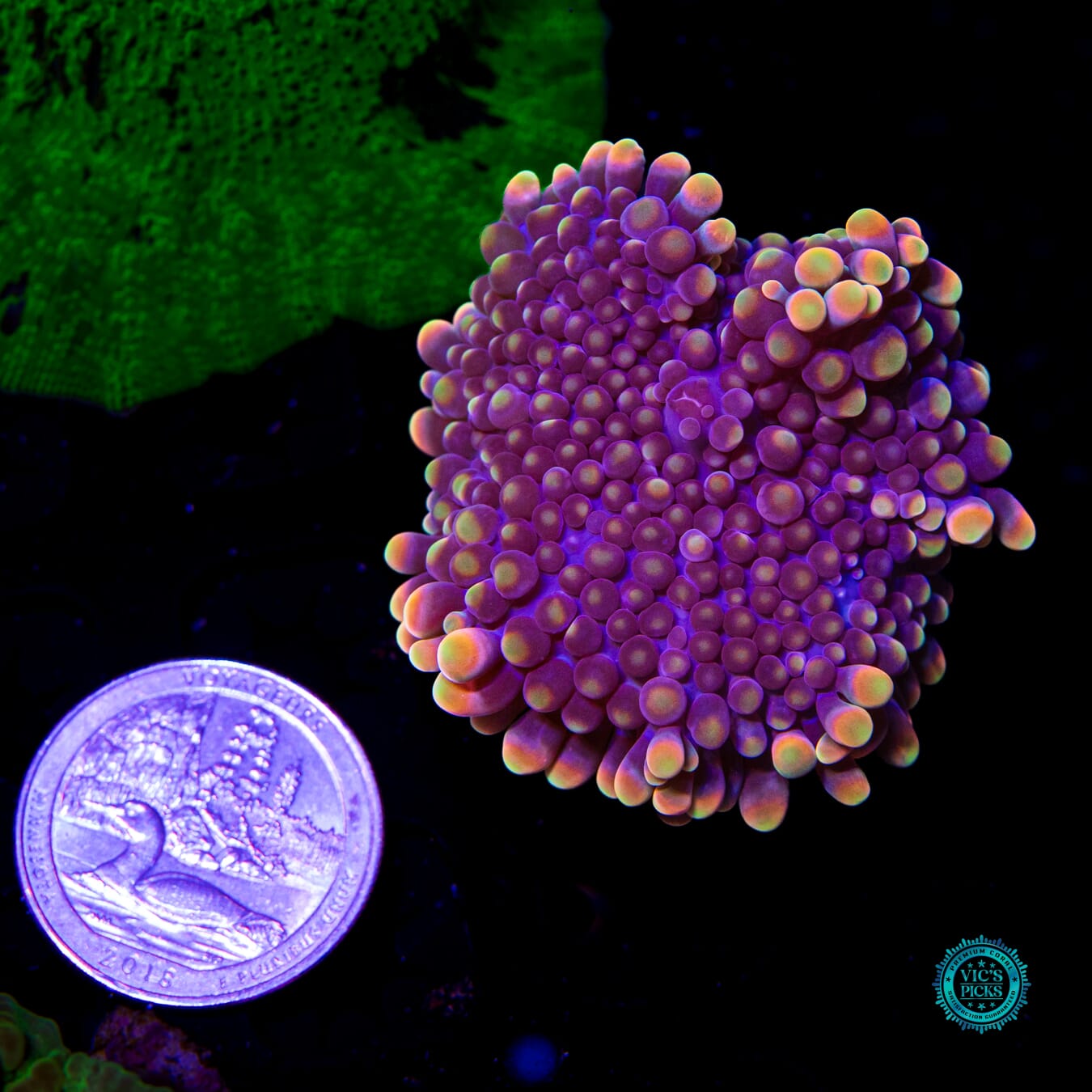 Blueberry Boba Tea Yuma Mushroom - Daylight Photo