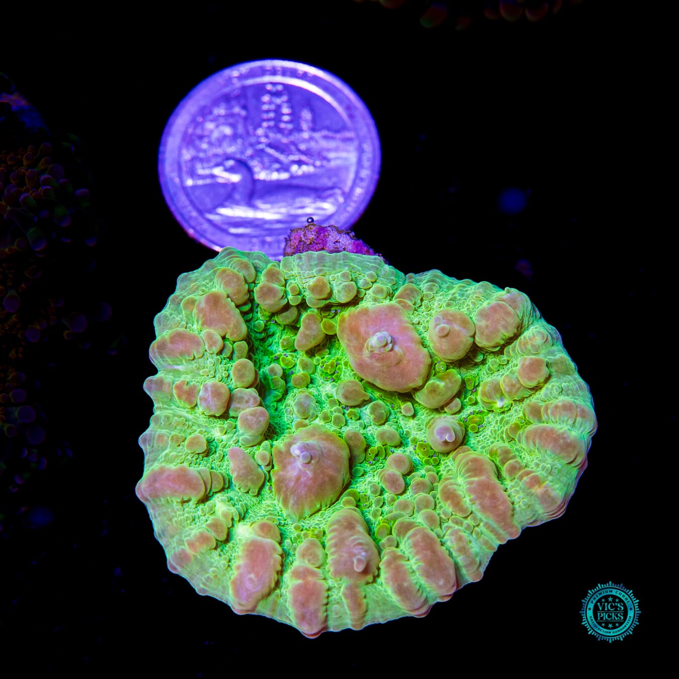 WWC Neon Cosmic Candy Bounce Chalice - Daylight Photo