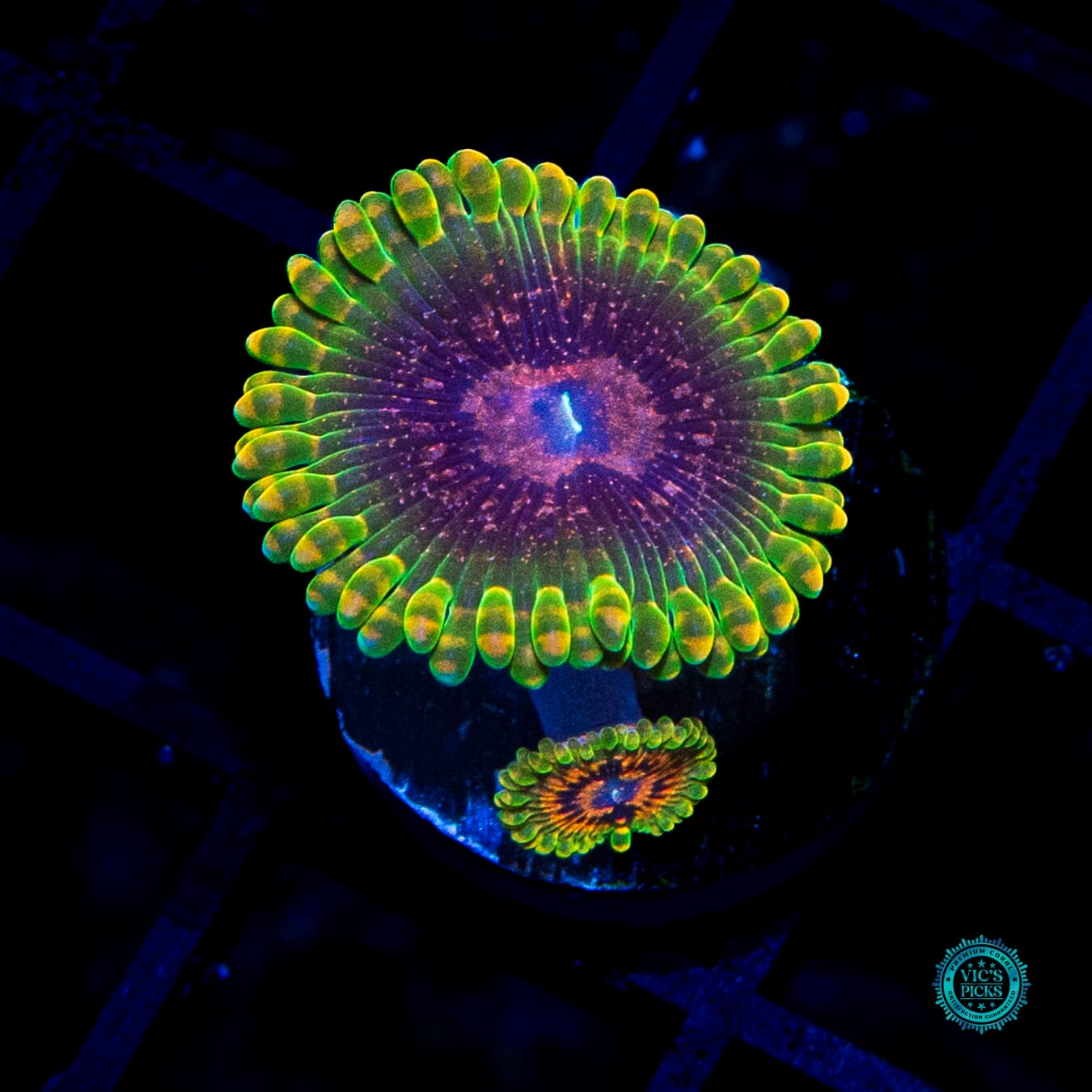 Grand Master Krakatoa Zoanthids - Daylight Photo