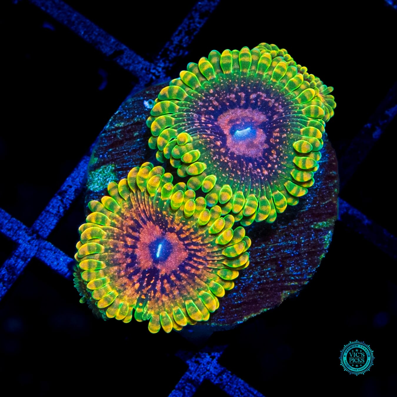 Grand Master Krakatoa Zoanthids - Daylight Photo