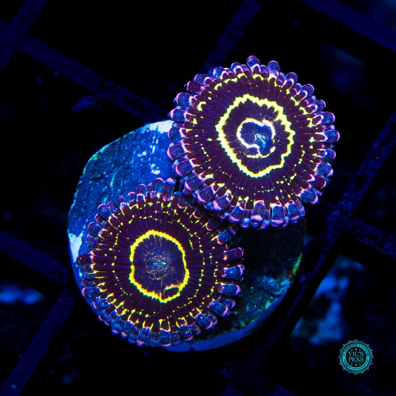 Stratosphere Zoanthids - Daylight Photo