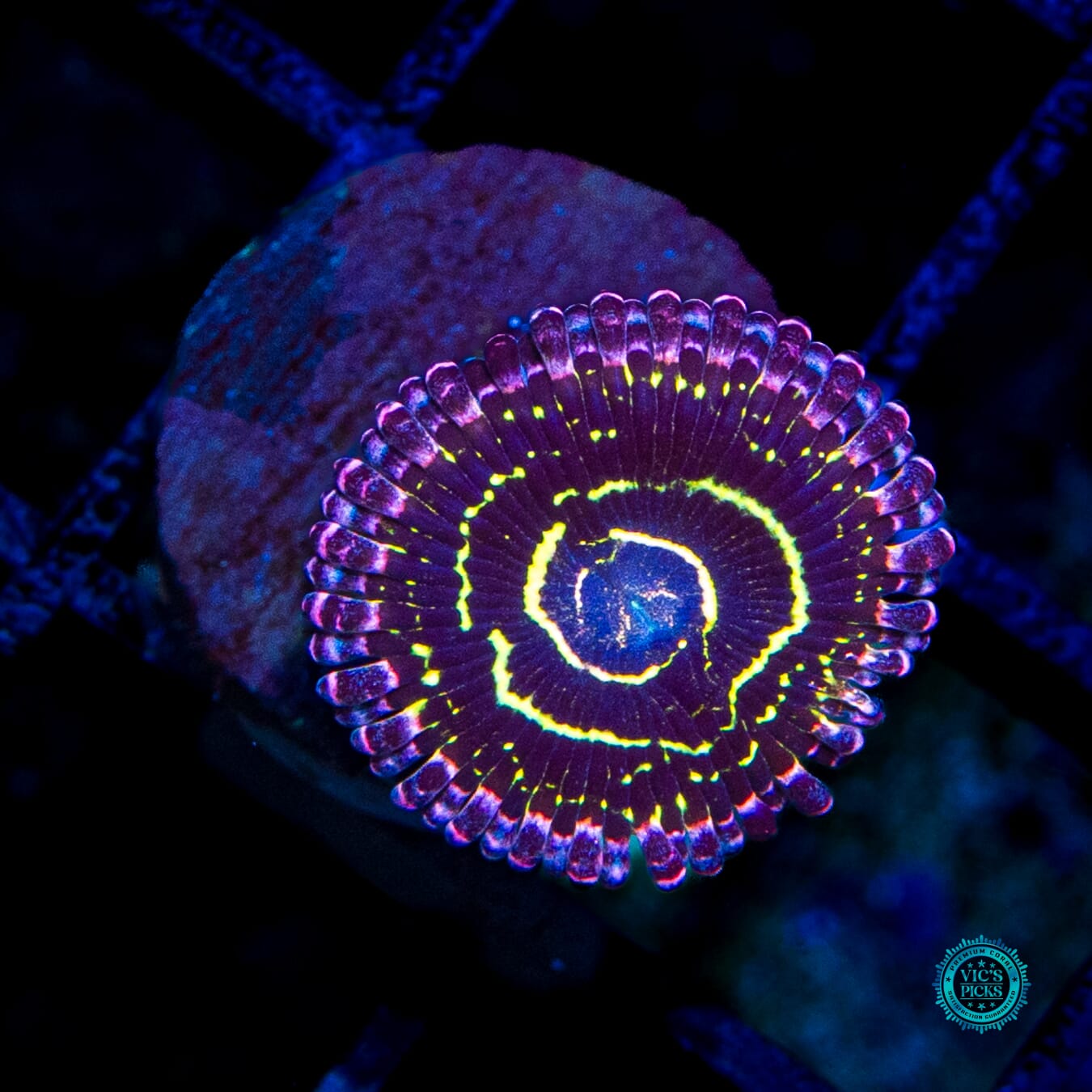 Stratosphere Zoanthids - Daylight Photo