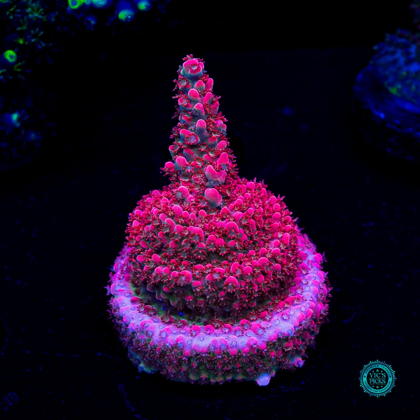 WWC Pantera Rosa Acropora - Actinic Photo