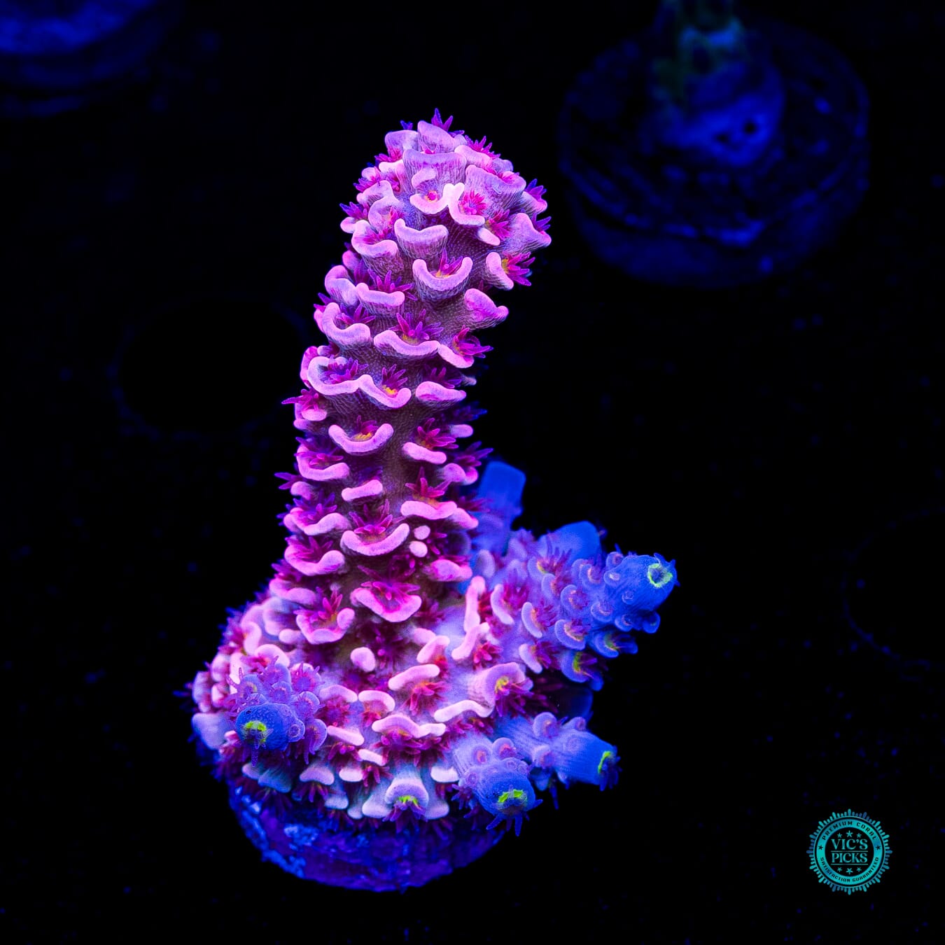 WWC Pink Panther Tenuis Acropora - Actinic Photo