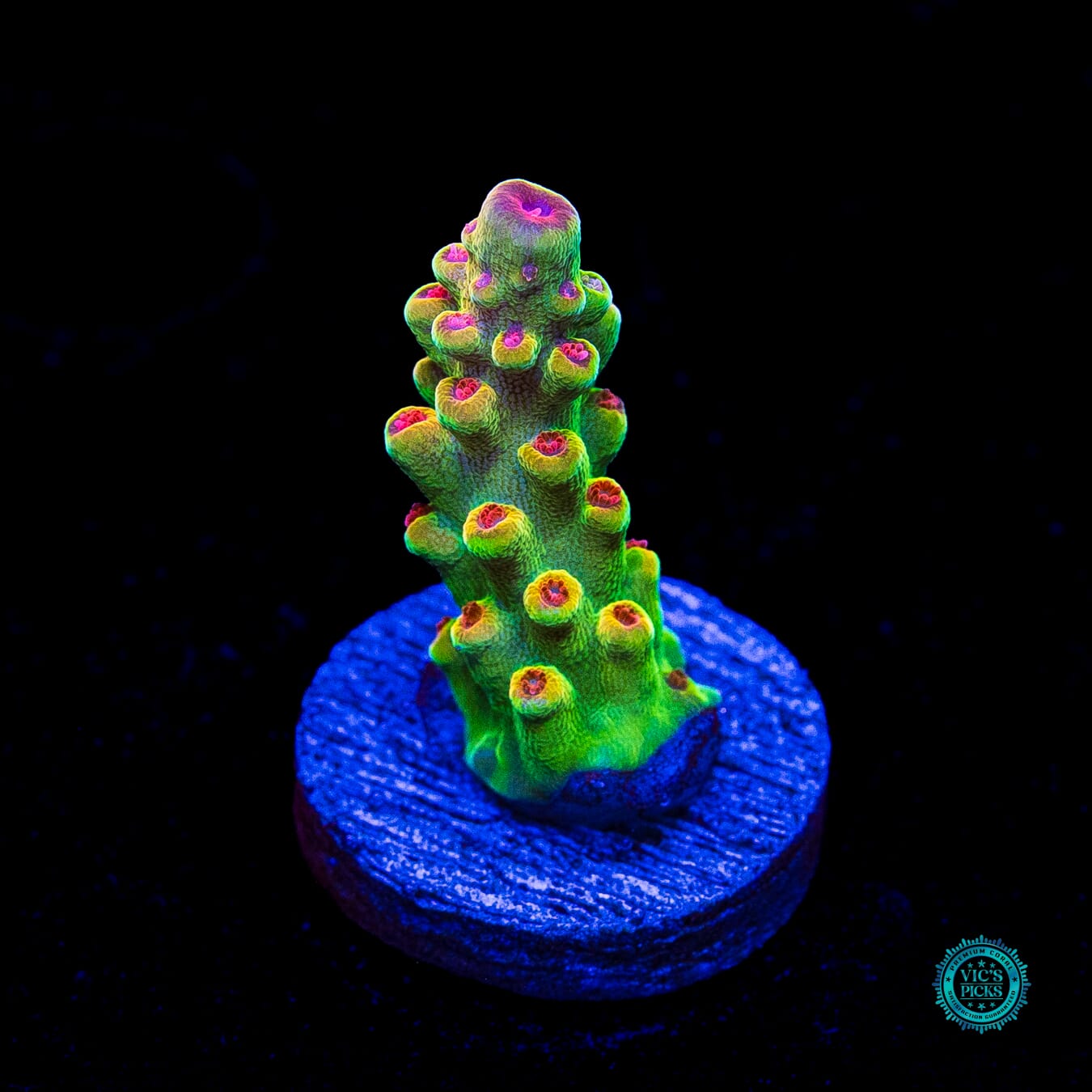 WWC Budgie Smuggler Acropora - Actinic Photo