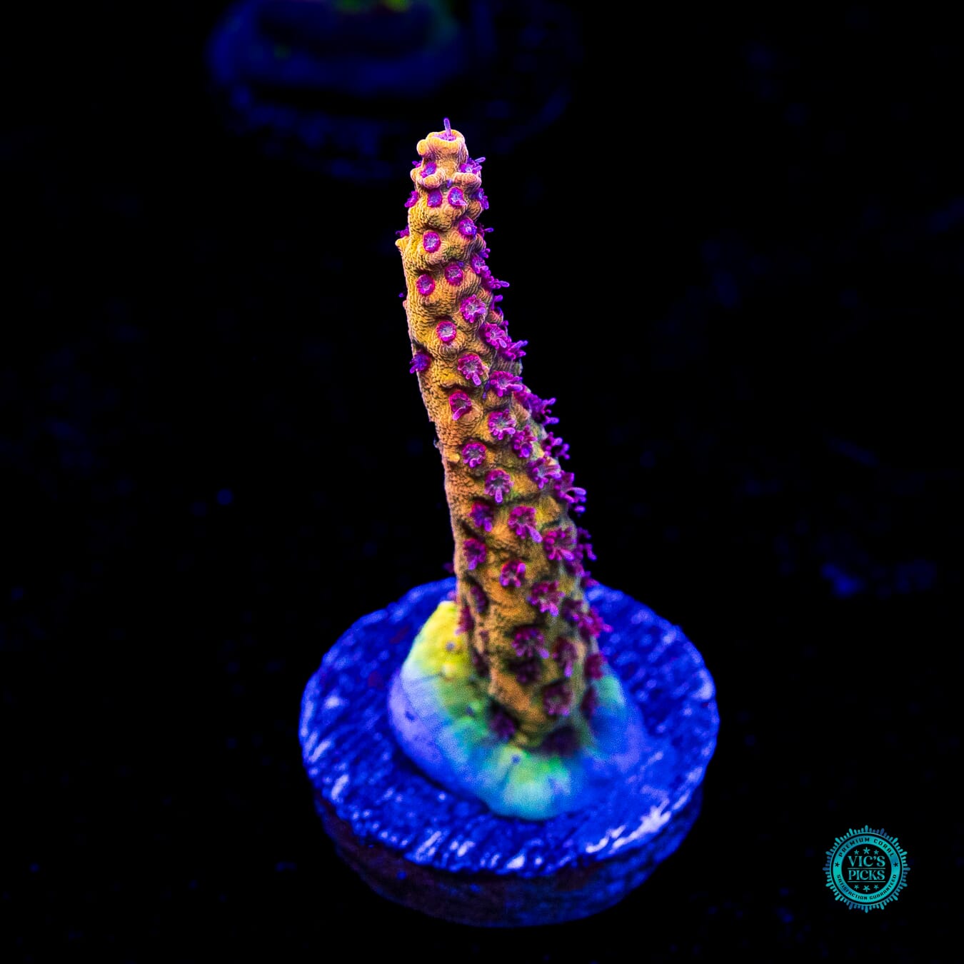 Tyree Pink Lemonade Acropora - Actinic Photo