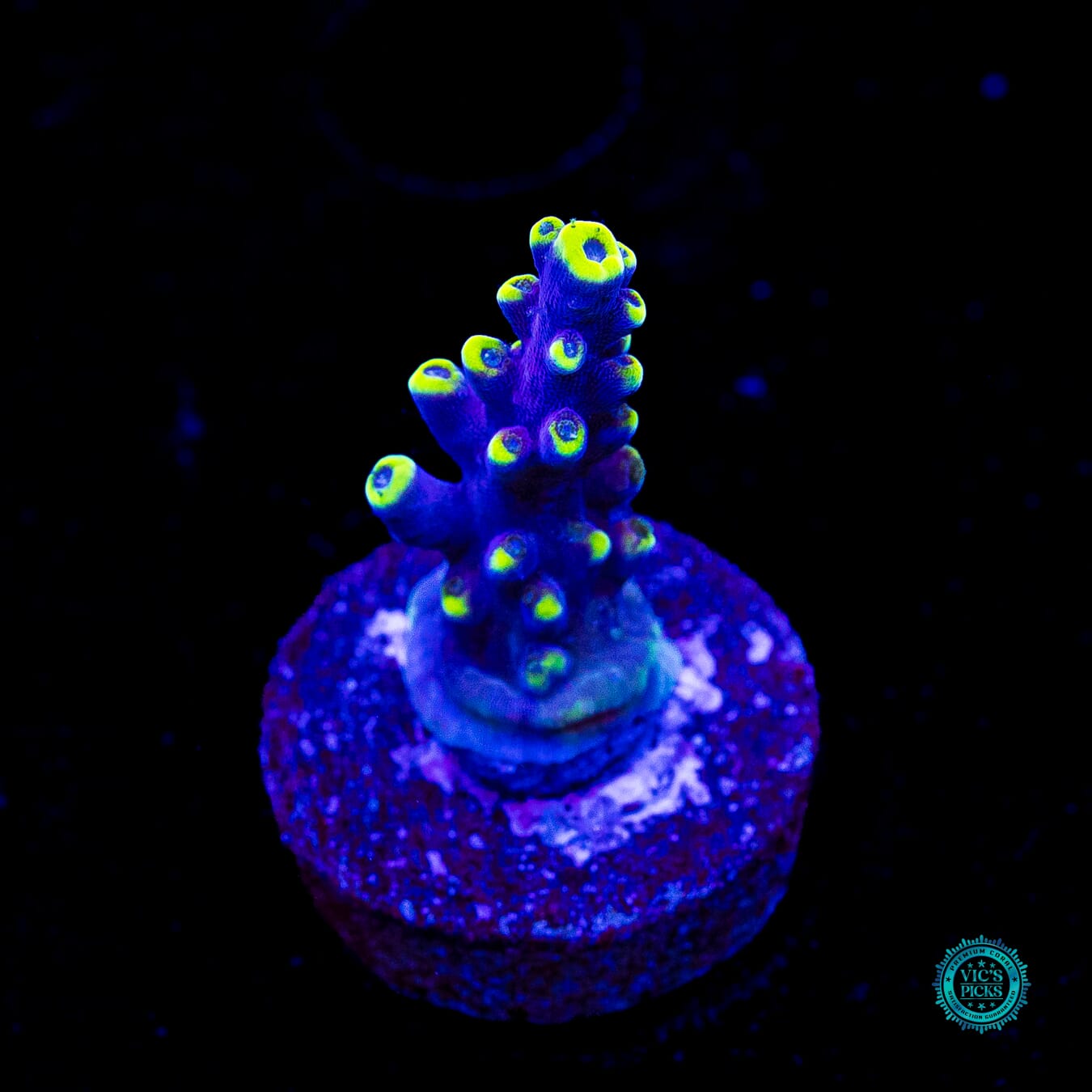 WWC Kobe Bean Acropora - Actinic Photo