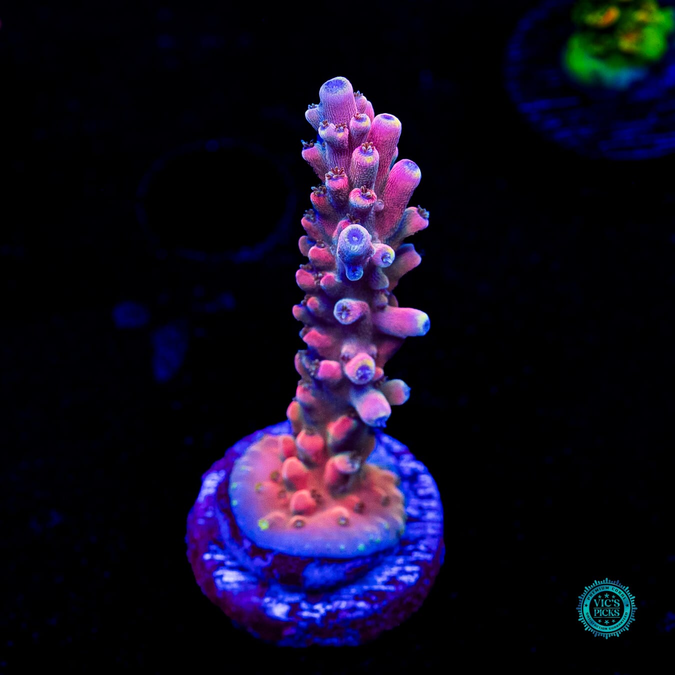 RMF Candyland Acropora - Actinic Photo