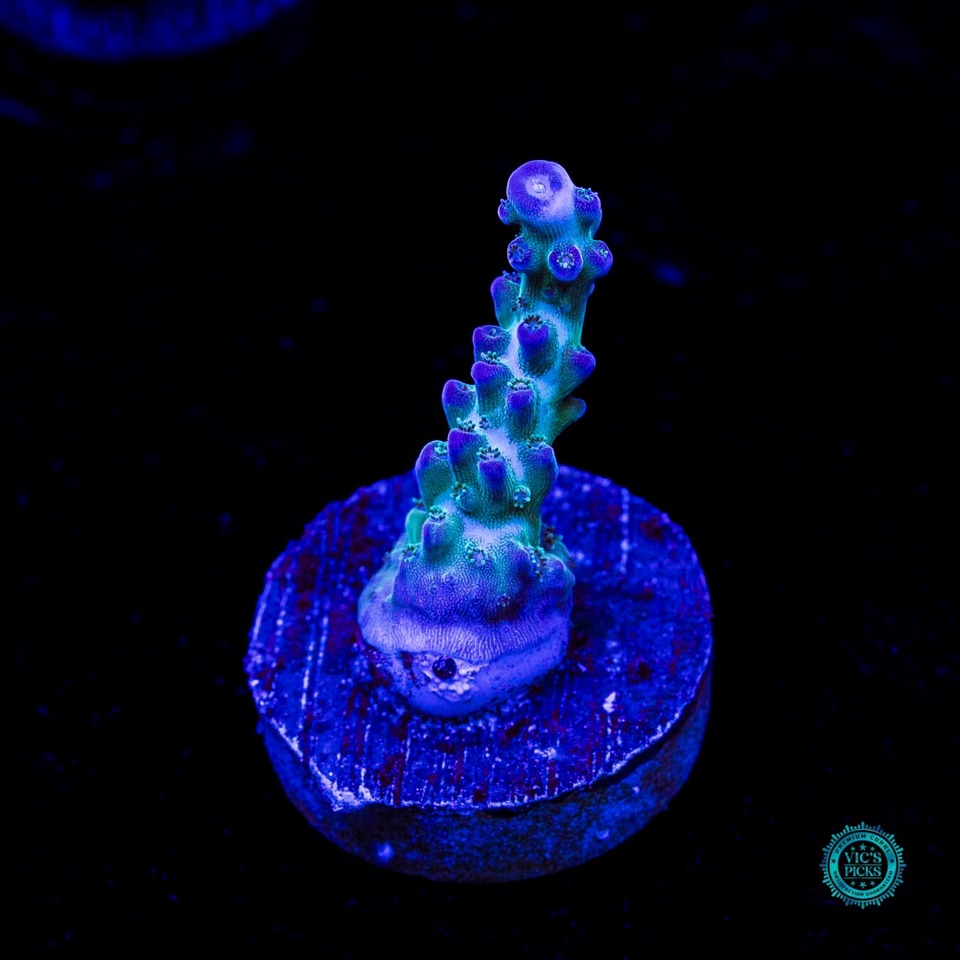 ORA Pearlberry Acropora - Actinic Photo