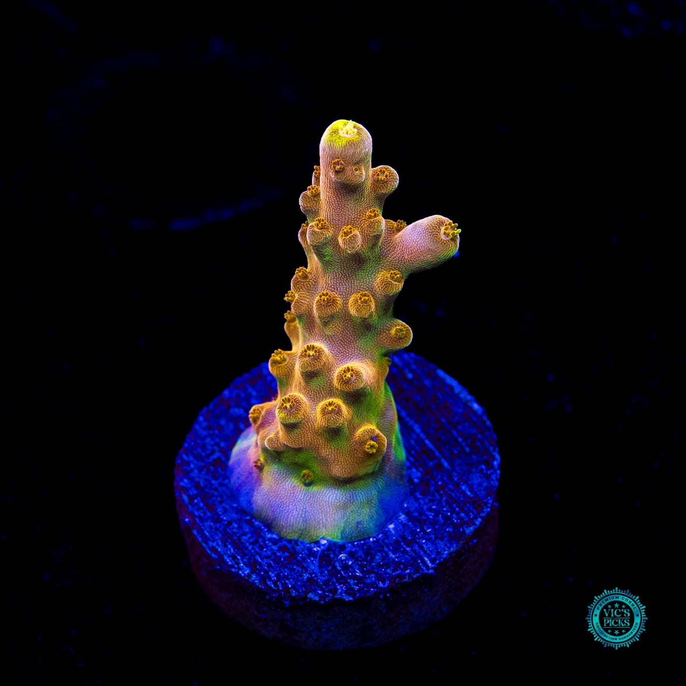 WWC Do the Dew Acropora - Actinic Photo