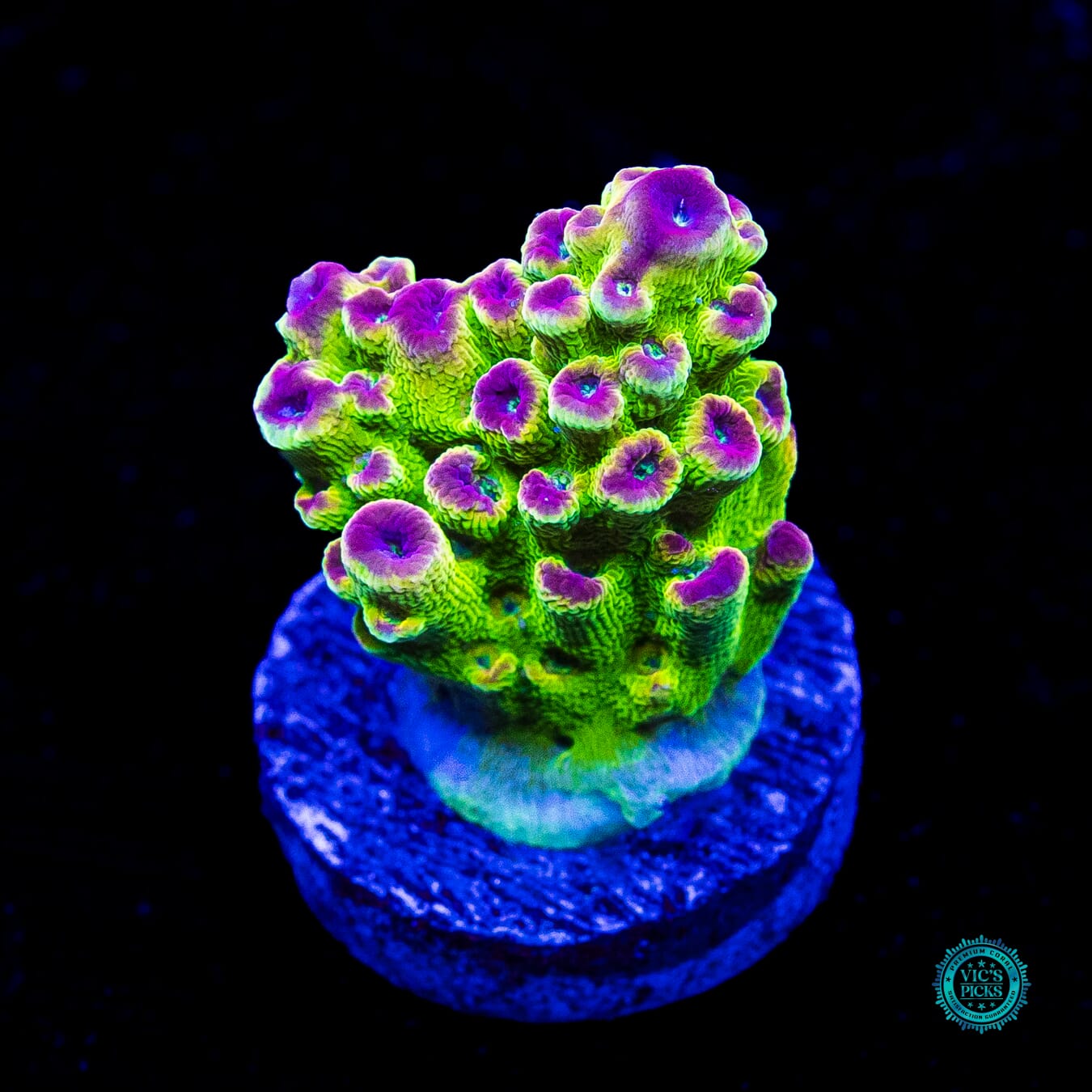 WWC Captain Caveman Acropora - Actinic Photo