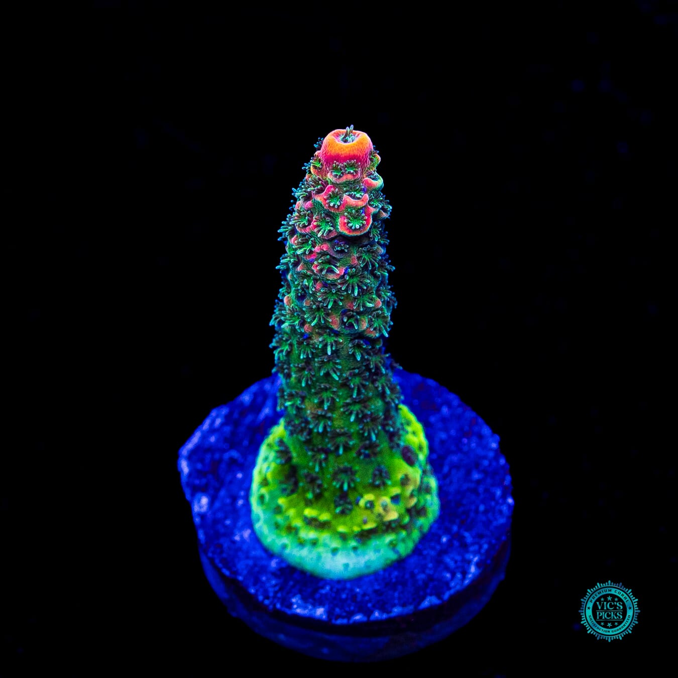 WWC Ding Dang Millepora Acropora - Actinic Photo