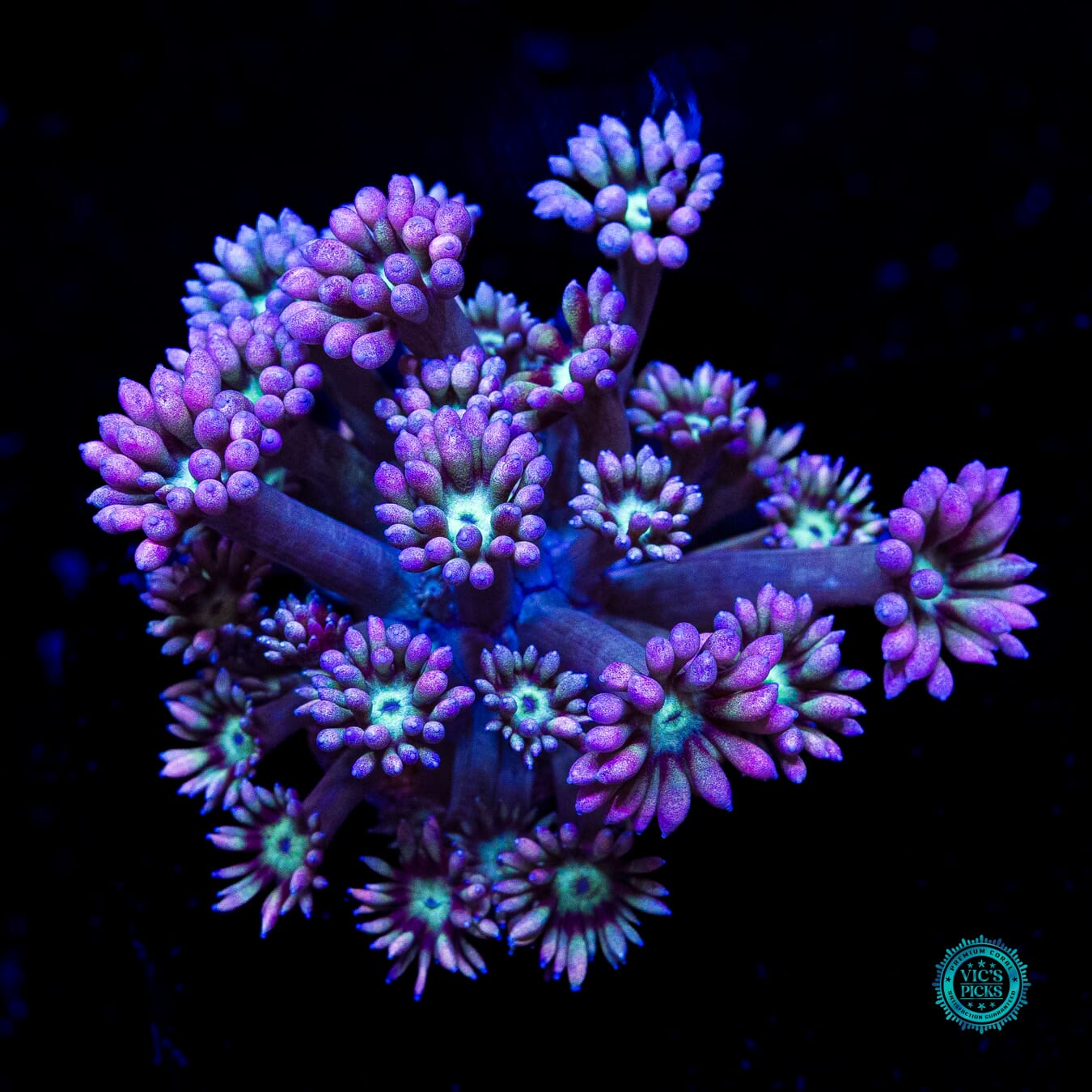 WWC Soursop Goniopora - Actinic Photo