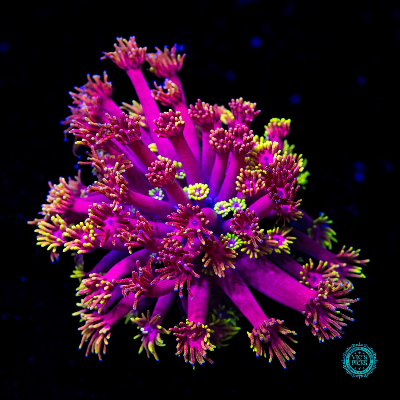 WWC Hollywood Nights Goniopora - Actinic Photo