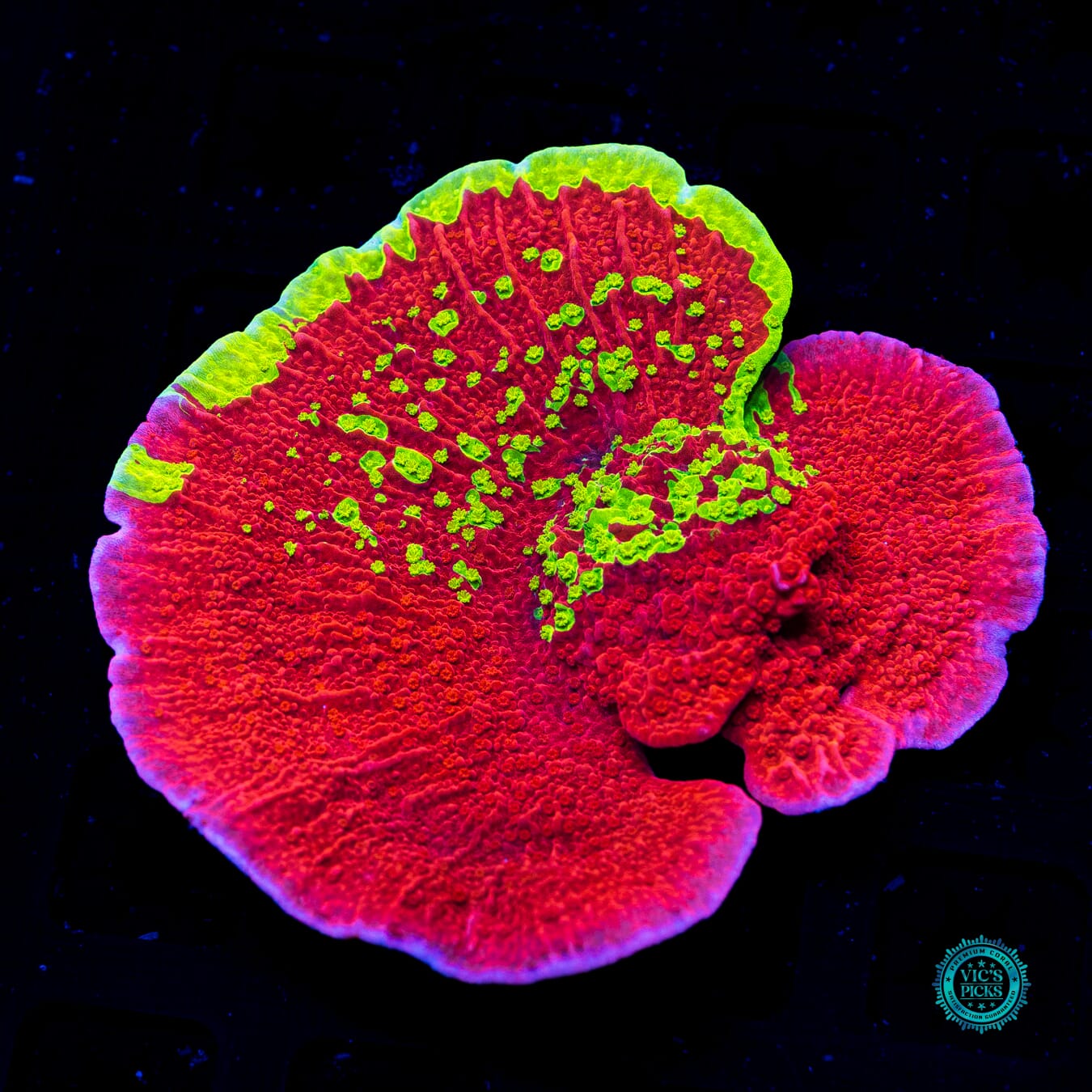 WWC Jaw Breaker Grafted Montipora - Actinic Photo
