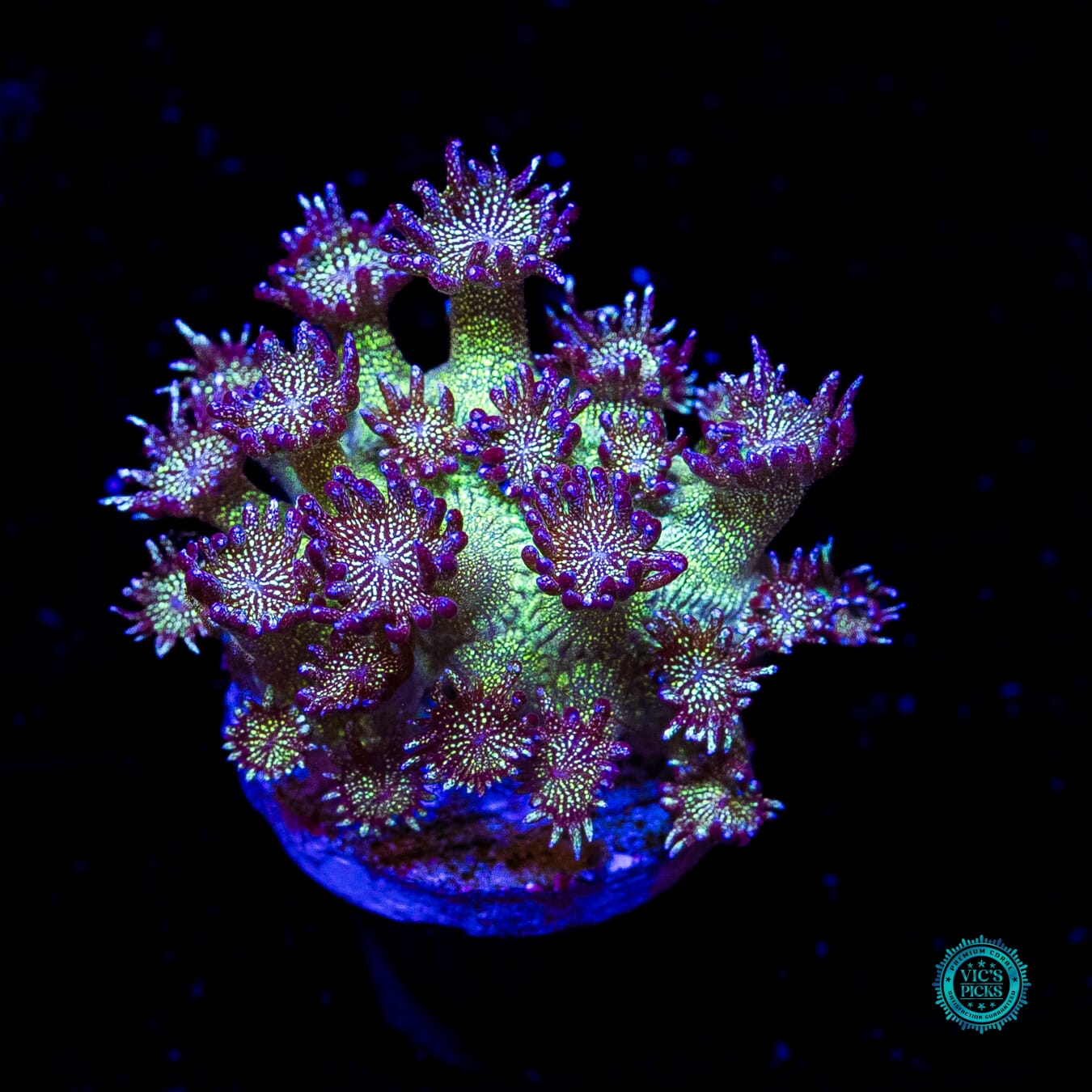 WWC Super Nova Glitter Goniopora - Actinic Photo