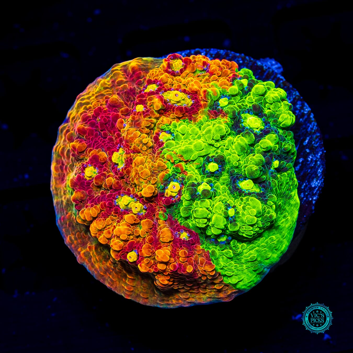 Reefco Taste of Rainbow Chalice - Actinic Photo