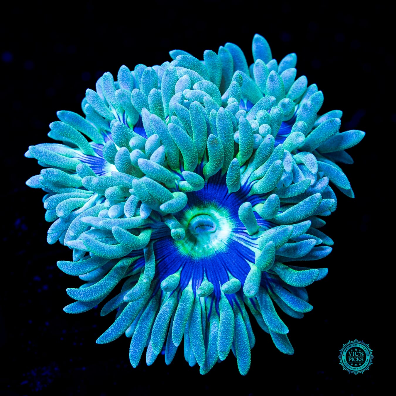 WWC Sapphire Halo Duncan - Actinic Photo