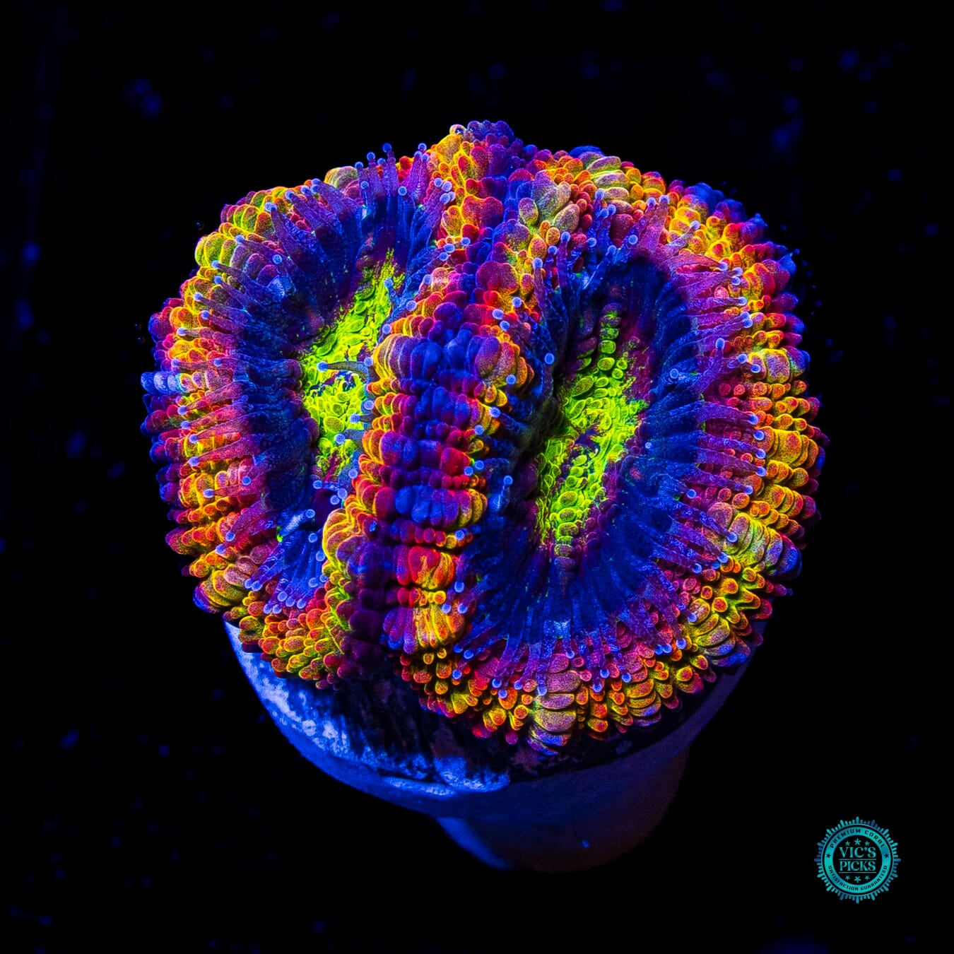 Lucky Charms Aussie Lord - Actinic Photo