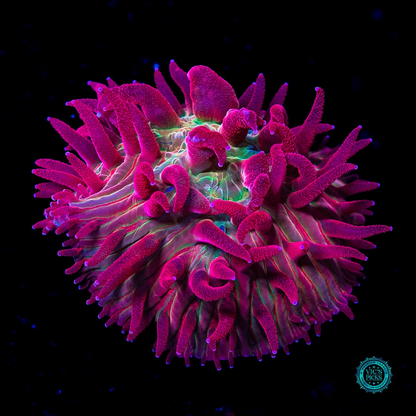 WWC Zombie Apocalypse Diaseris - Actinic Photo