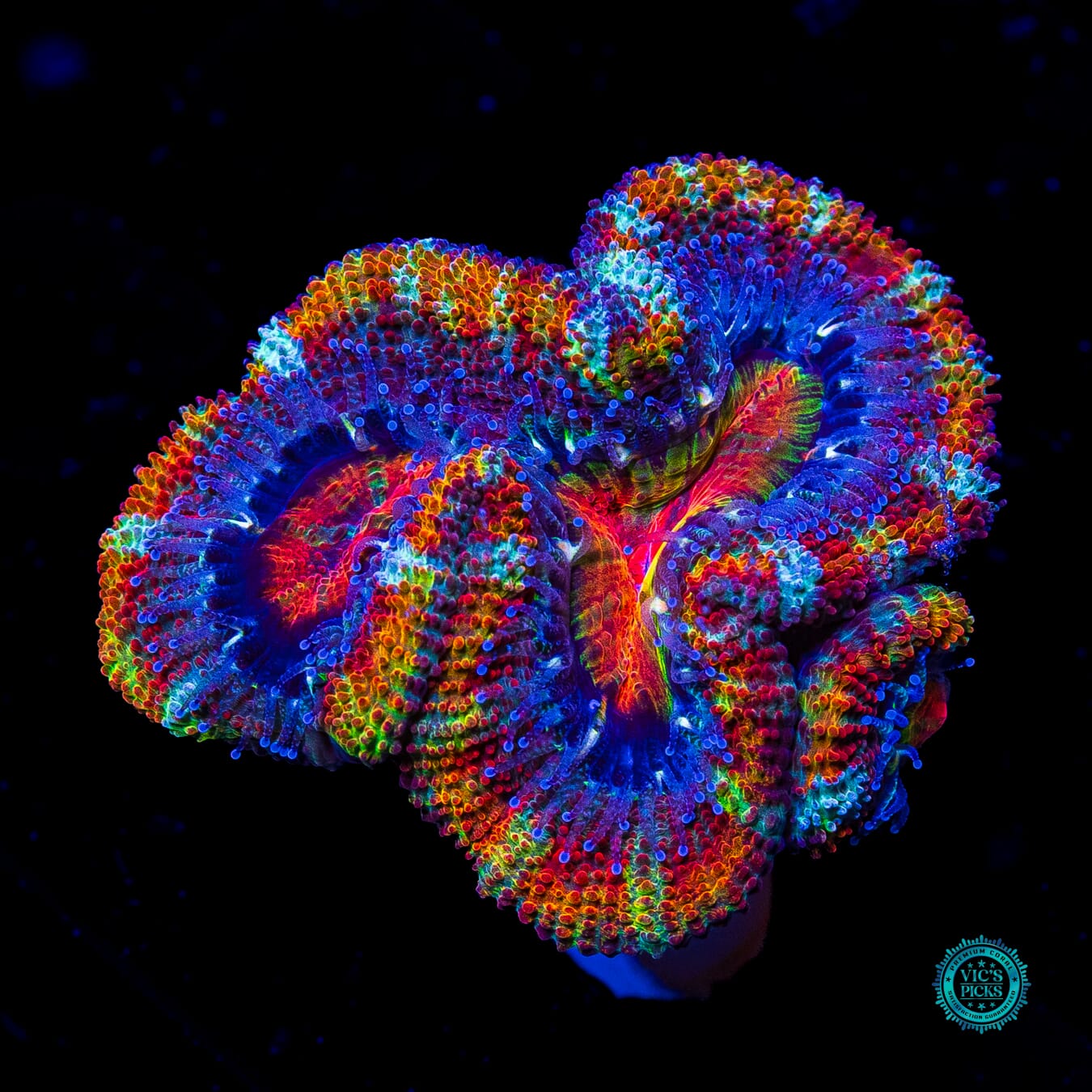 Hypnotic Aussie Lord - Actinic Photo