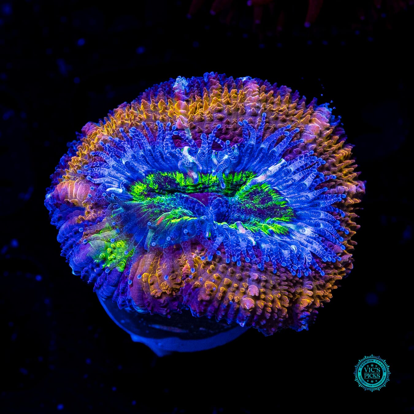 Soul Stone Aussie Lord - Actinic Photo