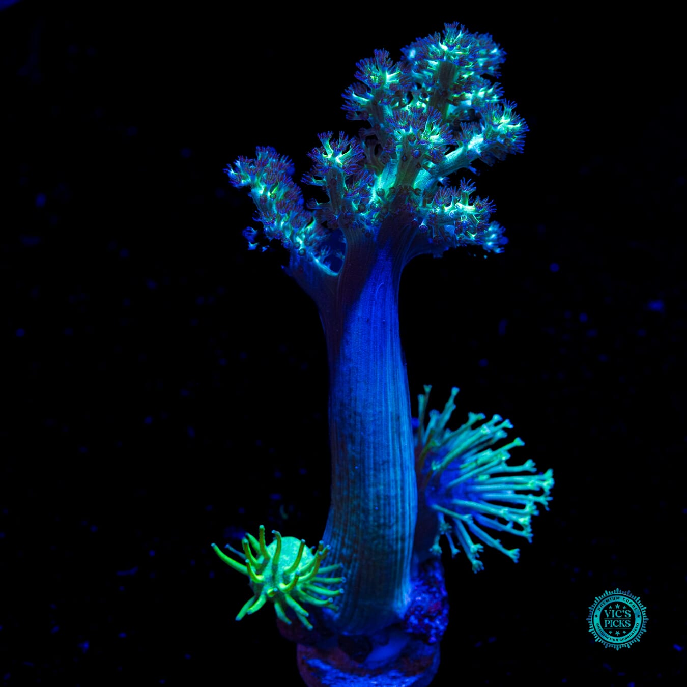 Weeping Willow and Long Polyp Toadstool, & Solomon Hairy Combo Leather - Actinic Photo