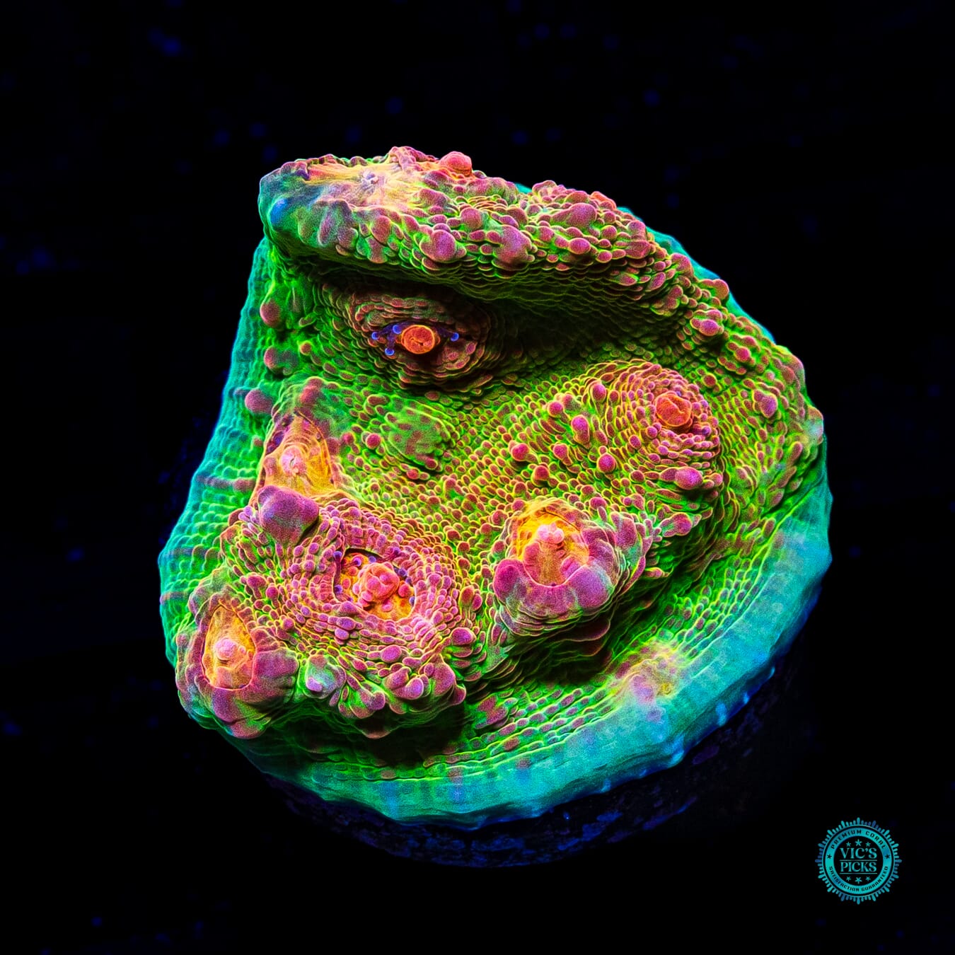 WWC Royal Flush Chalice - Actinic Photo