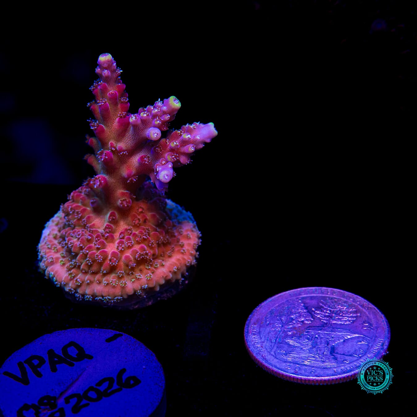 GWS Arcoiris Acropora - Daylight Photo