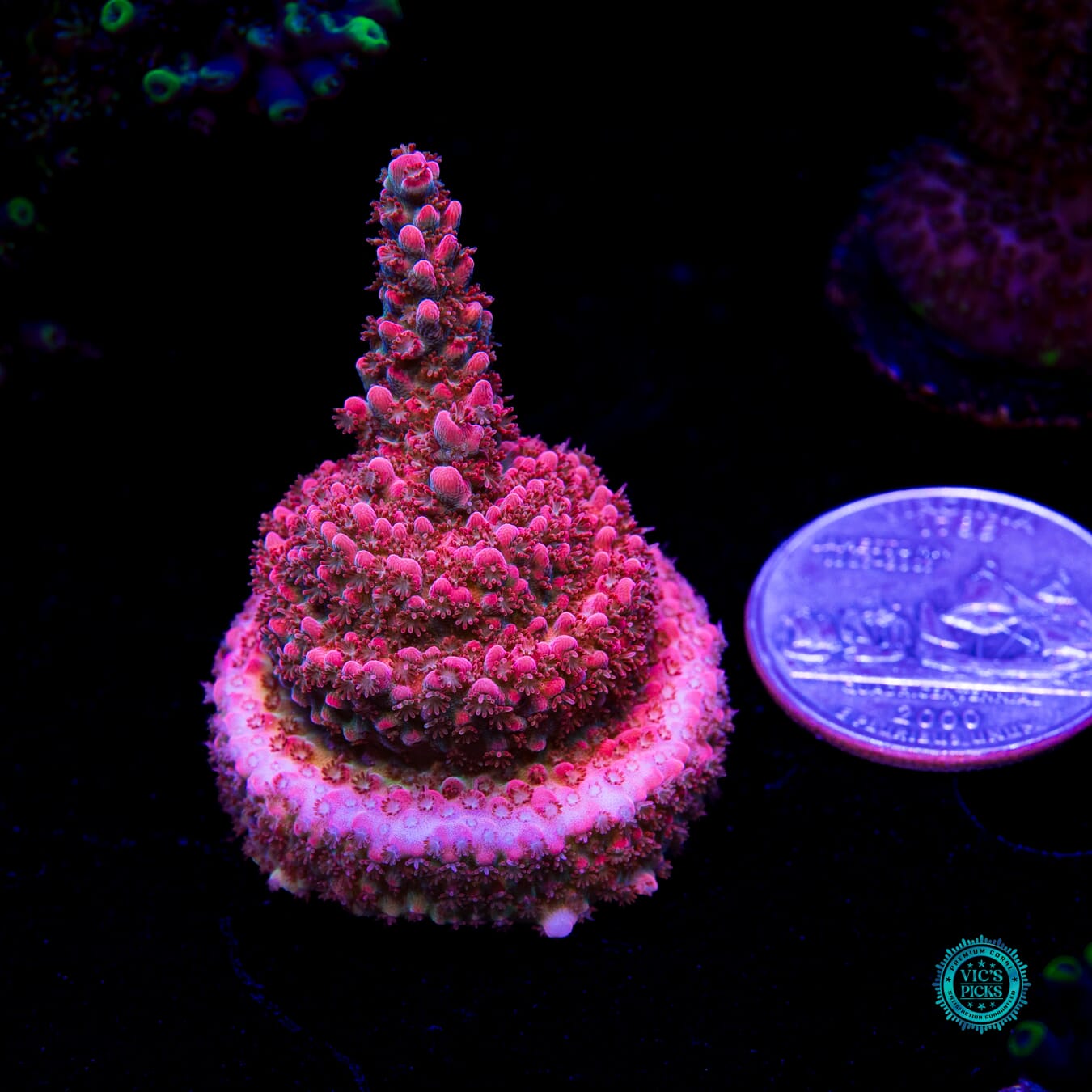 WWC Pantera Rosa Acropora - Daylight Photo